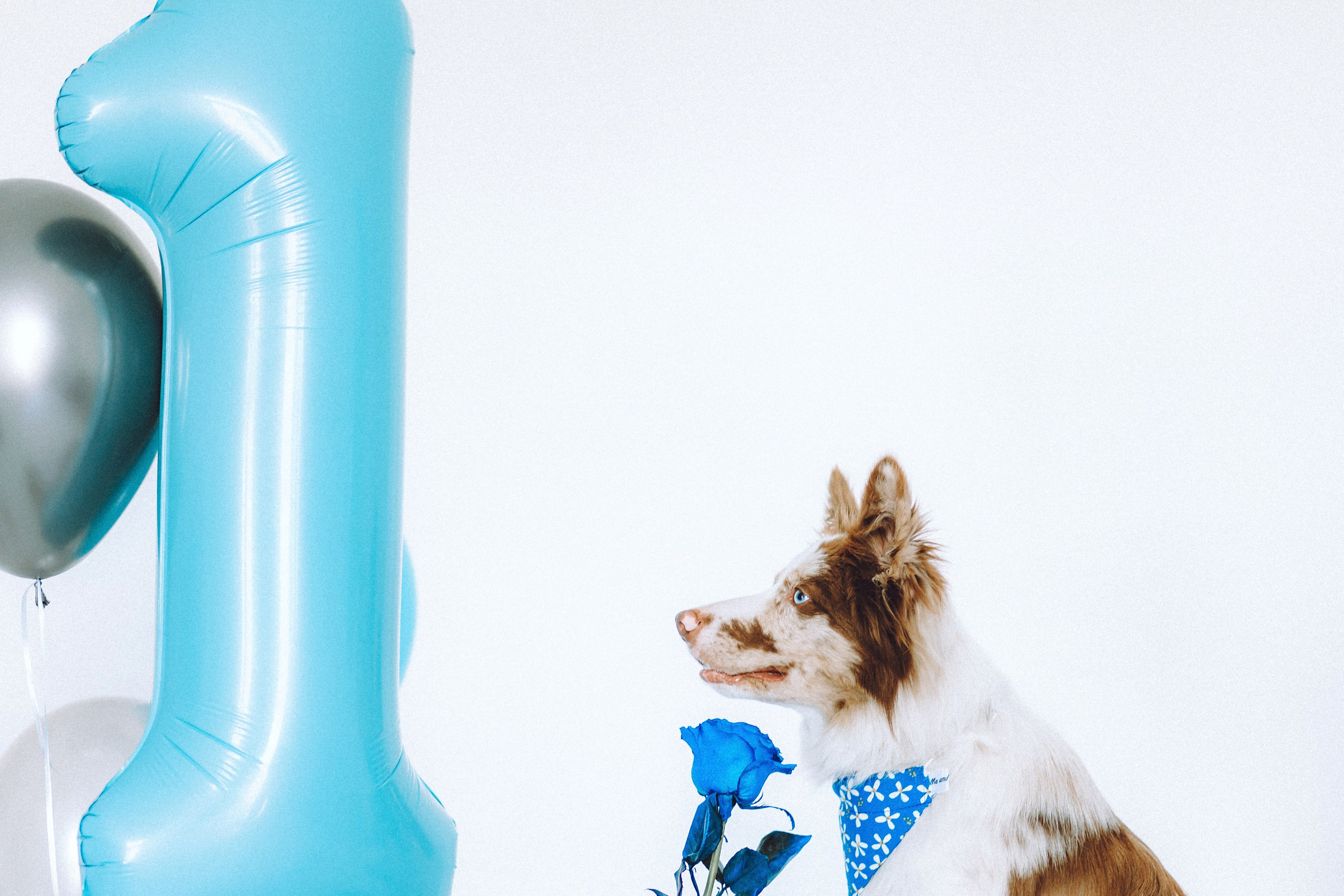 День рождения Айко