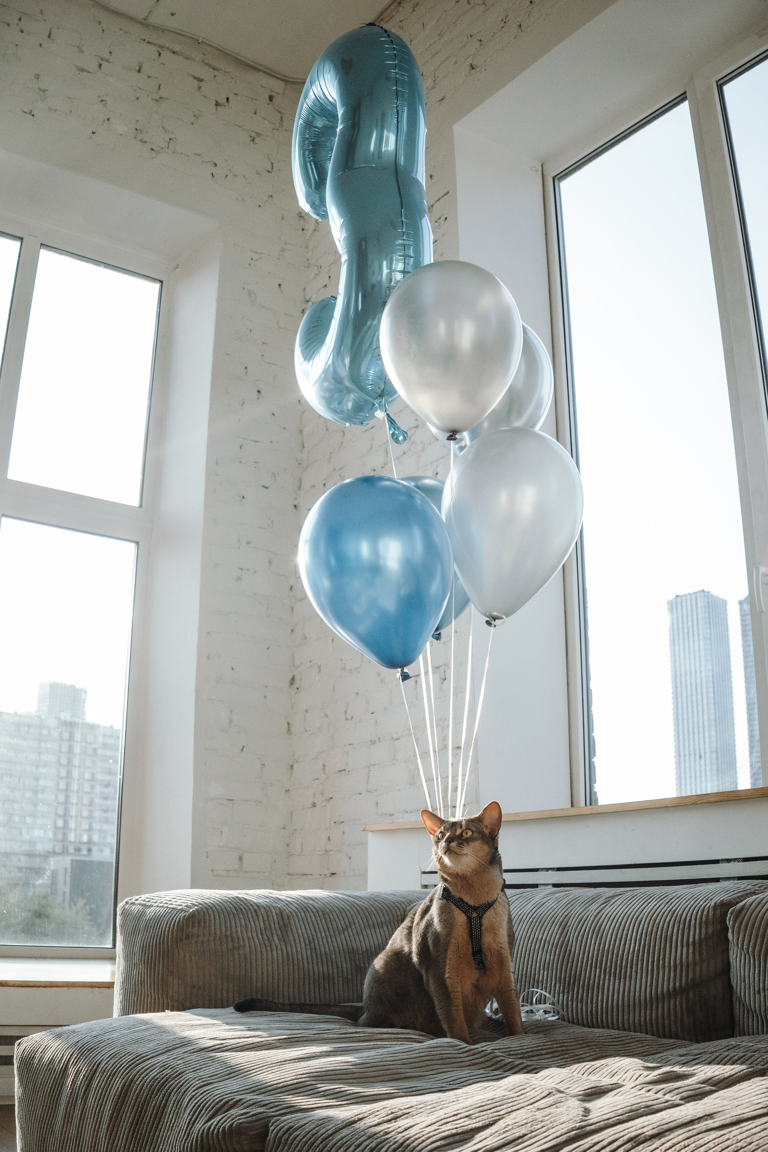 Циско и его семья. Фотограф — Анималист | Санкт-Петербург