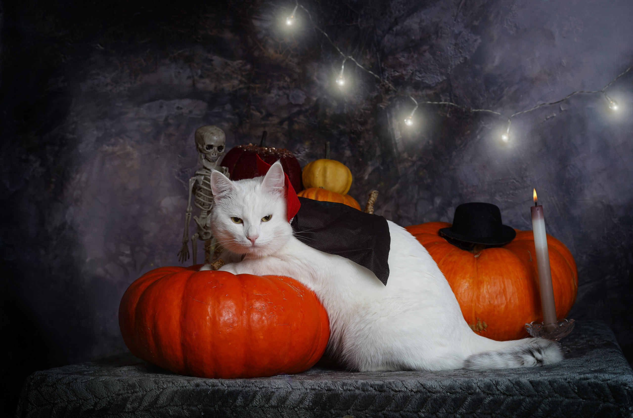 Маффин и Хэллоуин. Фотограф-анималист в Санкт-Петербурге Яна Мартынова