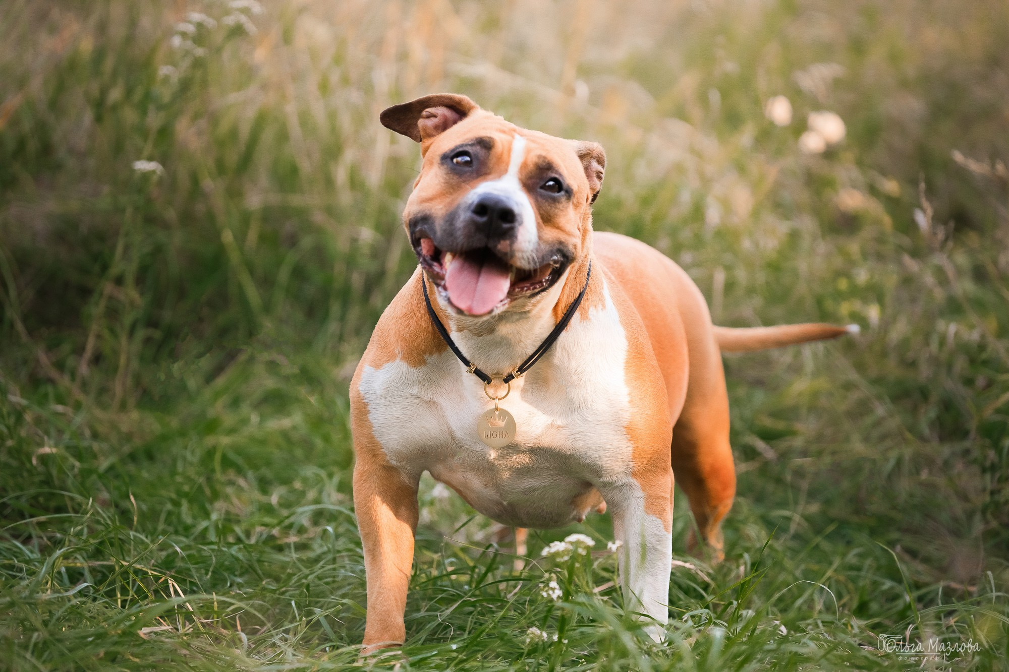 анималист Саратов