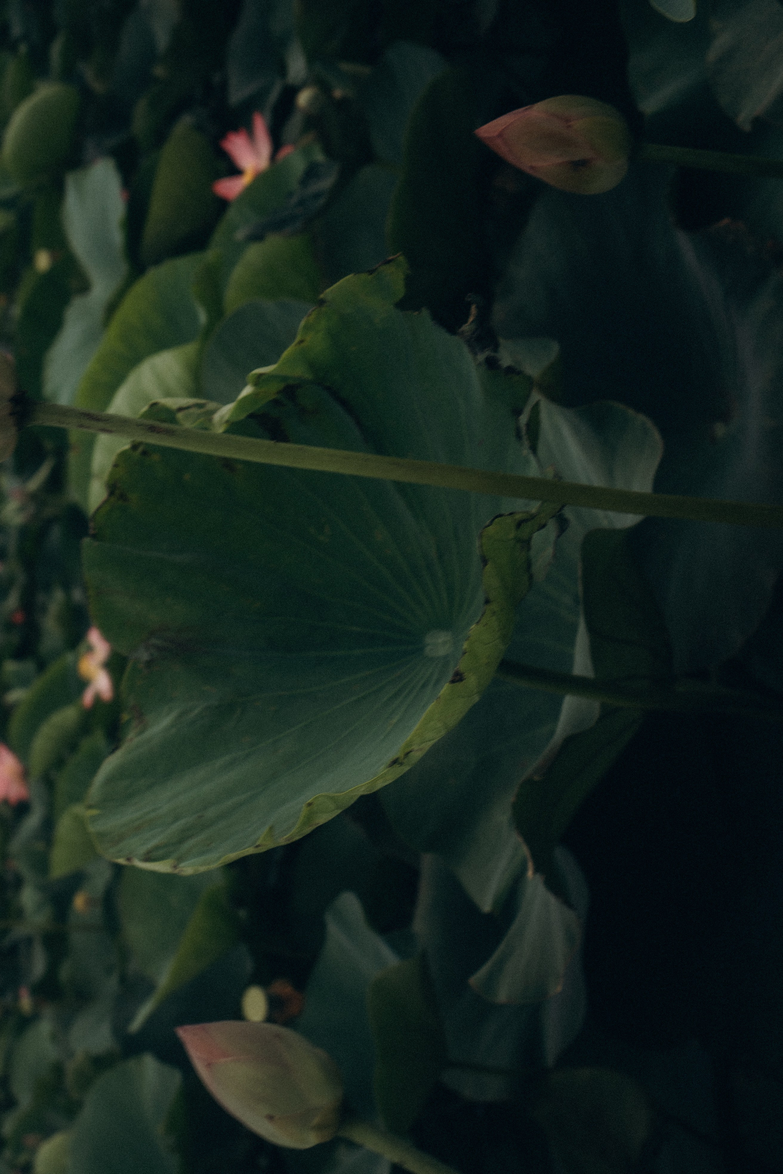 ЛОТОСОВАЯ ПОЛЯНА. Профессиональный фотограф, Санкт-Петербург — Виктория Богомолова
