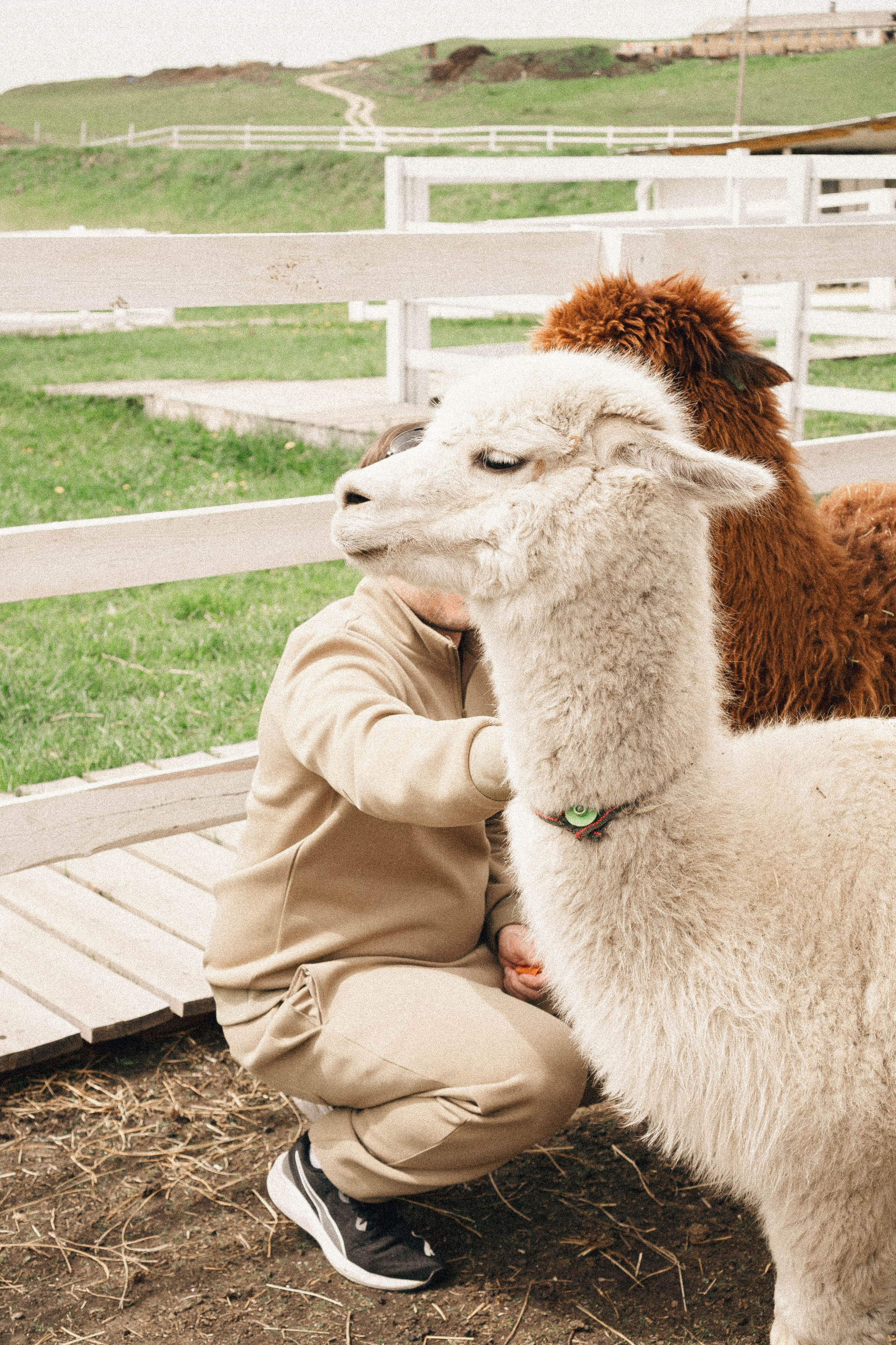 Ферма Альпак. Профессиональный фотограф, Санкт-Петербург — Виктория Богомолова