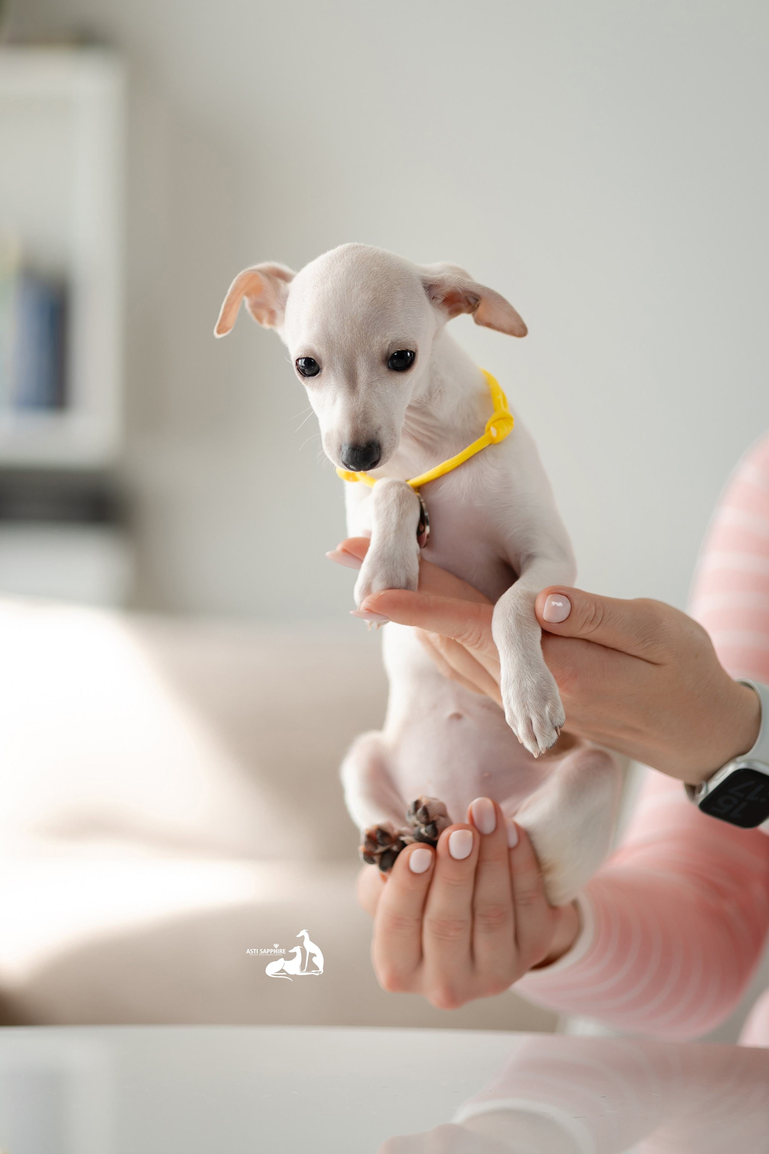 Белоснежные. Professional Italian Greyhound Kennel RKF/FCI ASTI SAPPHIRE 💎 Sochi|St. Petersburg