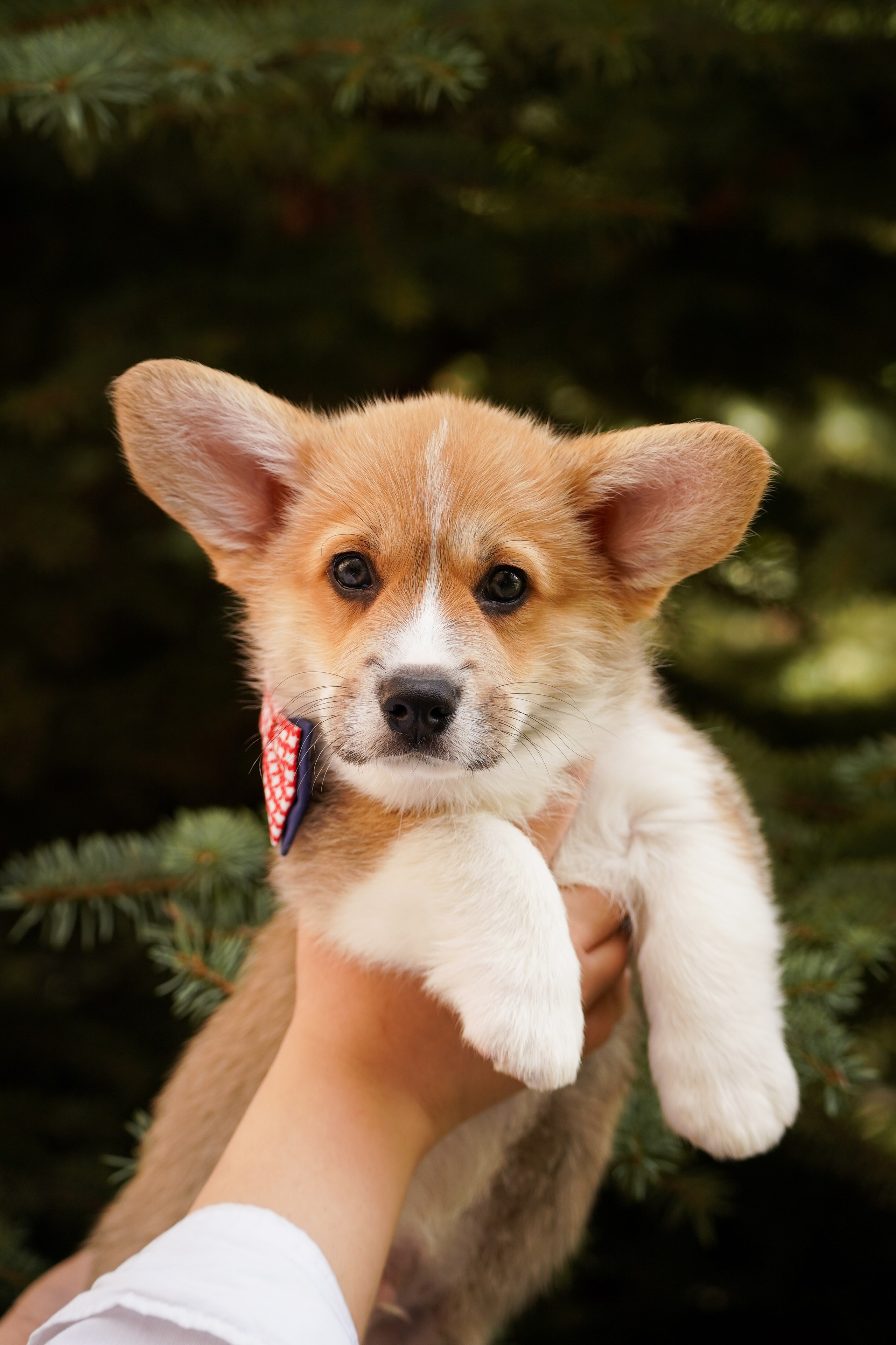 Корги. Фотограф-анималист Анастасия Большакова