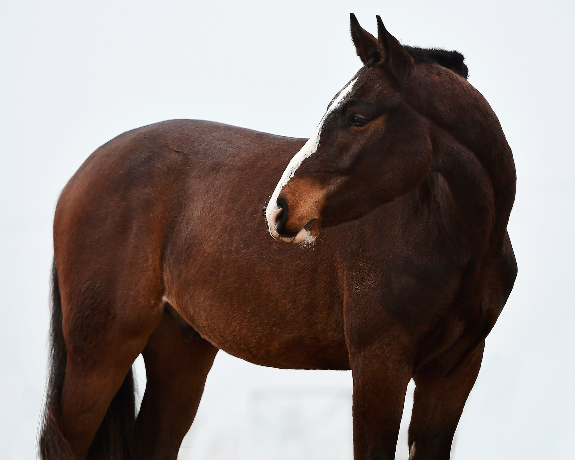 Портреты. Конный фотограф Alesya Safe
