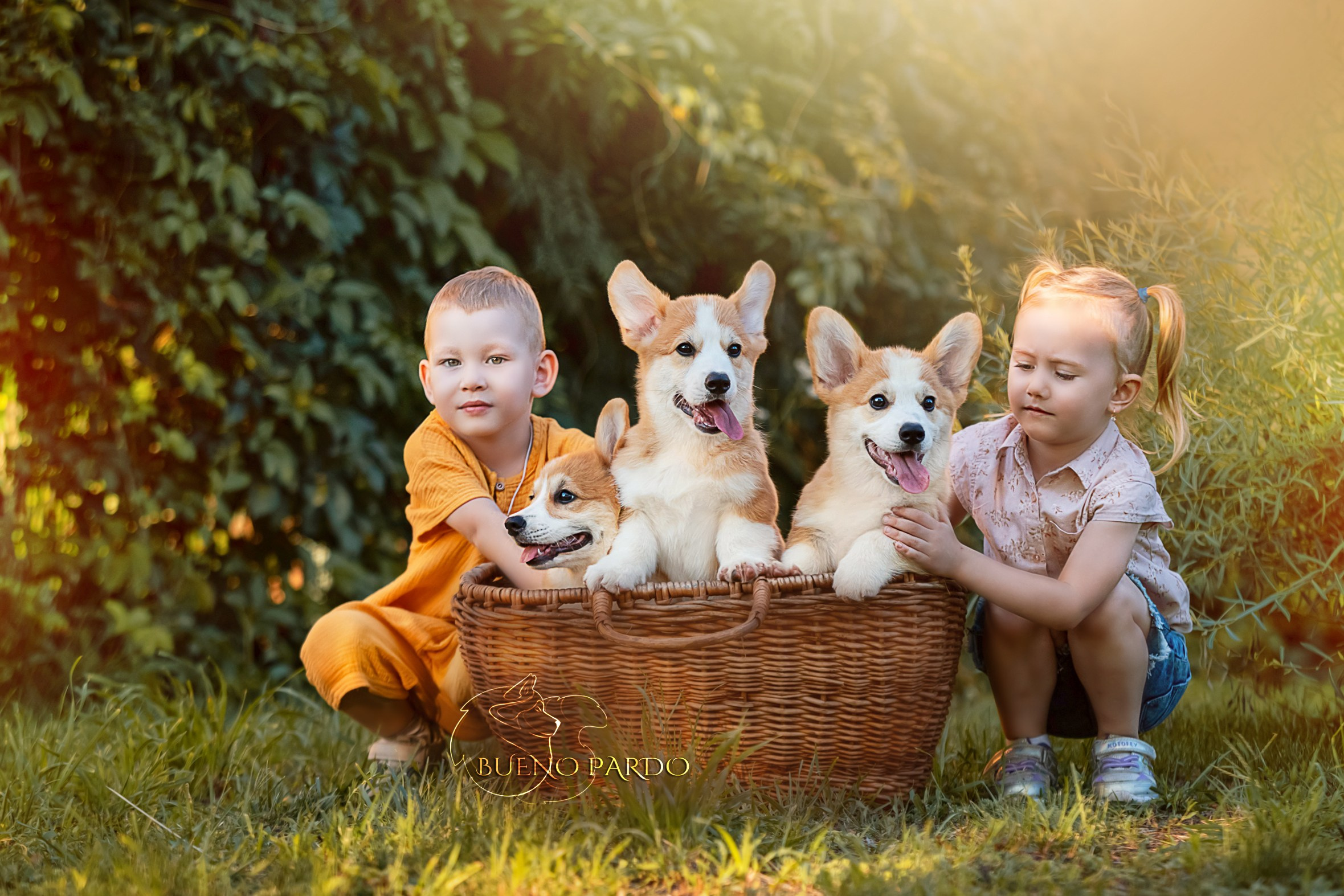 Щенки вельш корги пемброк из питомника. Питомник собак Акита, Хаски, Корги