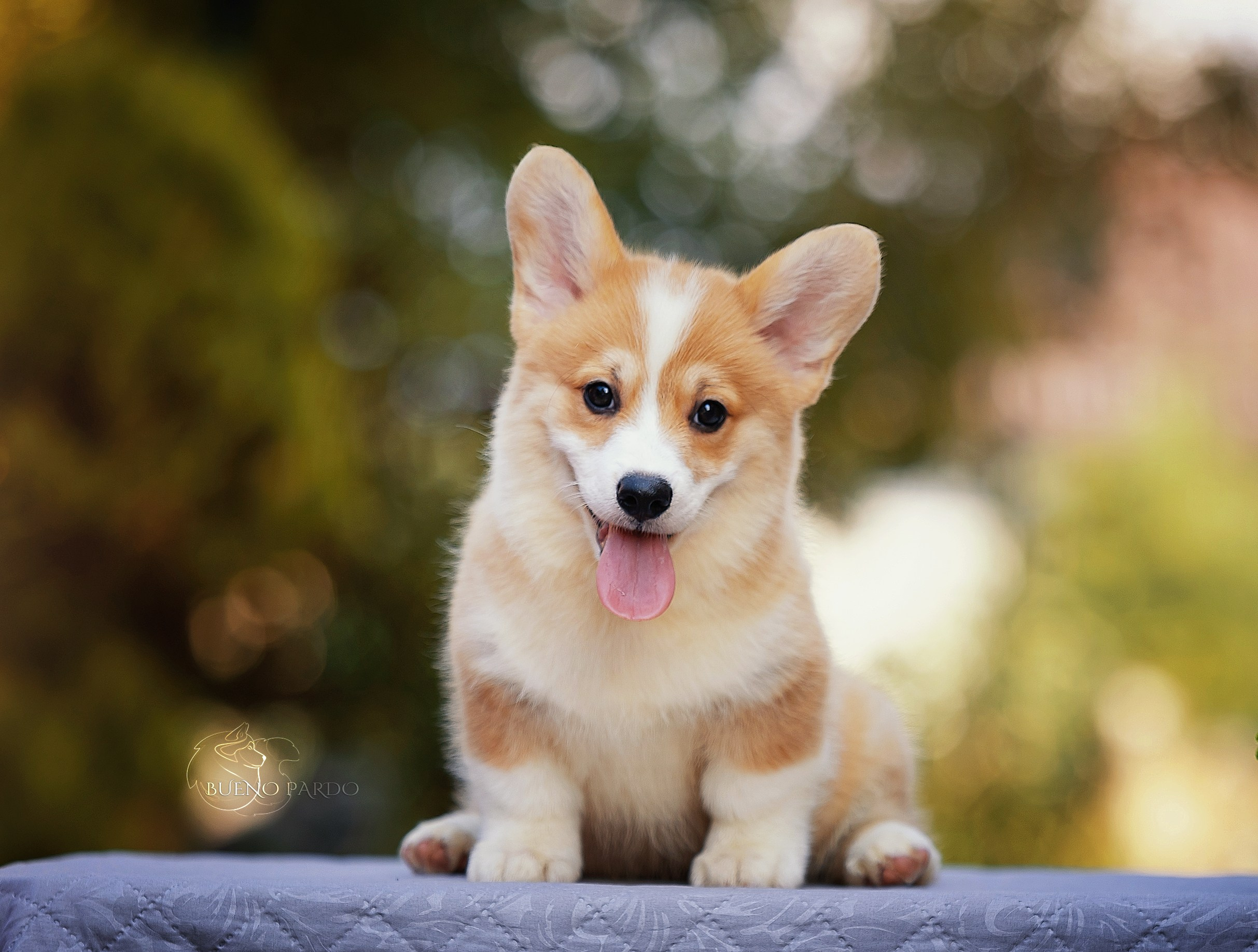 Щенки вельш корги пемброк из питомника. Питомник собак Акита, Хаски, Корги