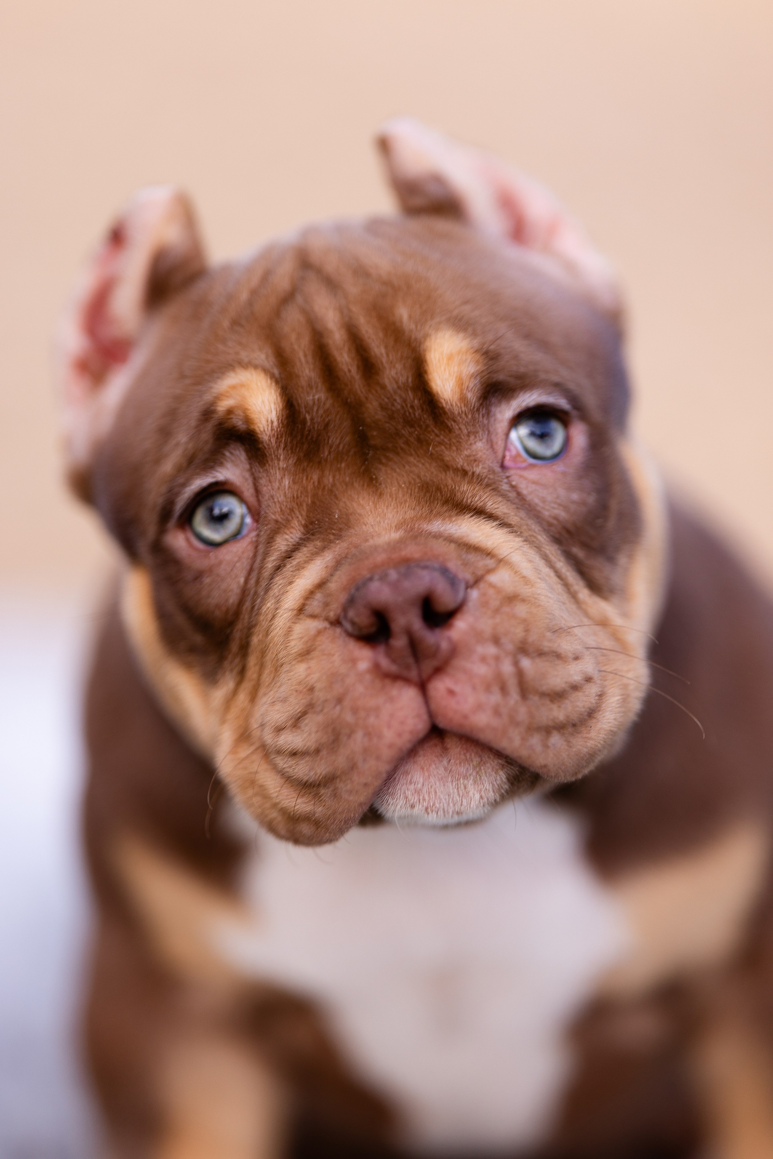 Булли. Фотограф и видеограф анималист Аганина Дарья