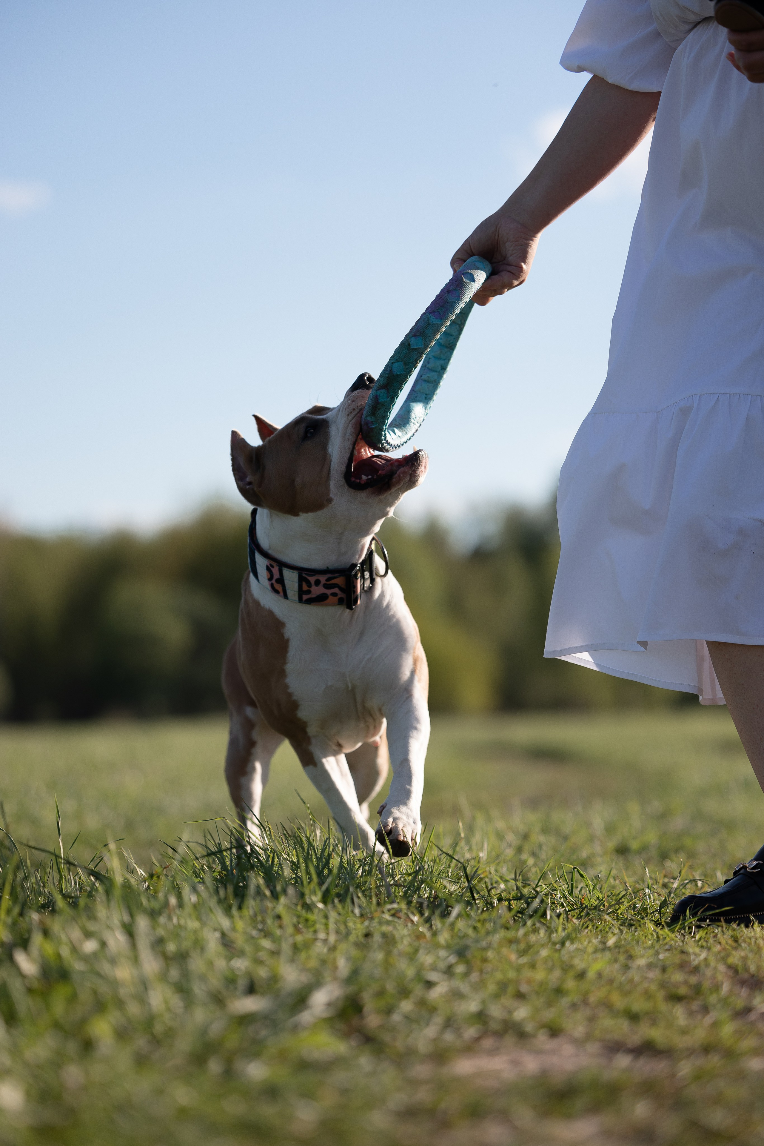 Шуня и ее семья. Фотограф и видеограф анималист Аганина Дарья