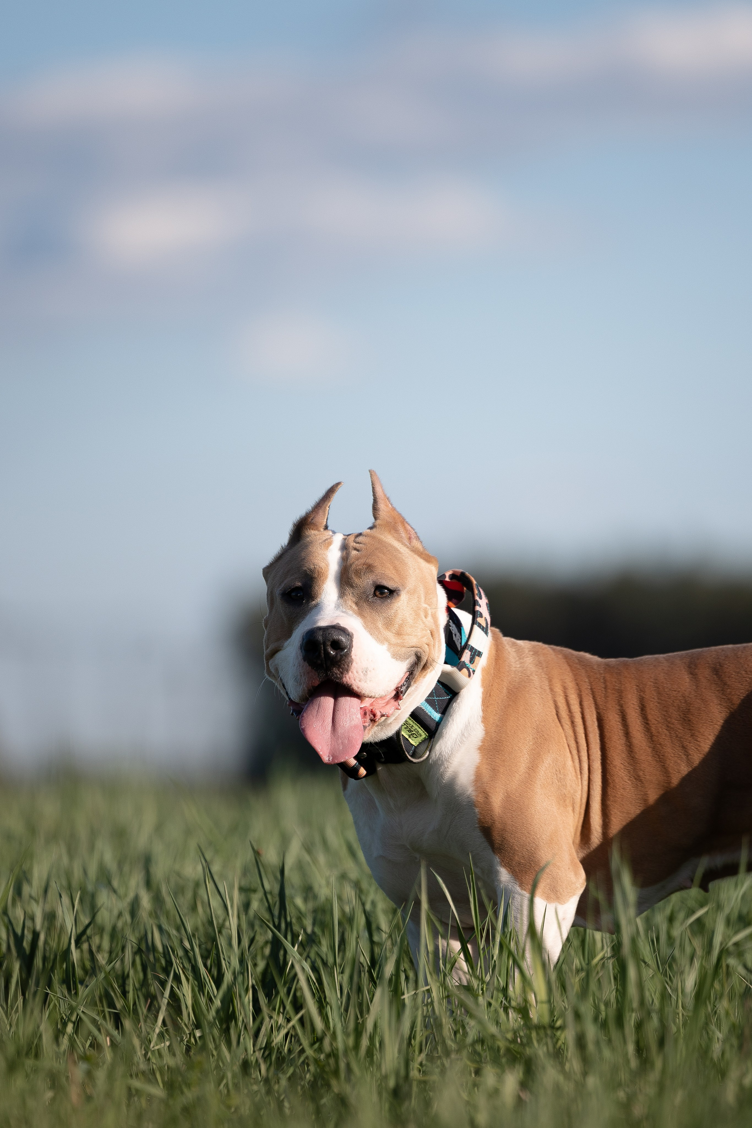 Шуня и ее семья. Фотограф и видеограф анималист Аганина Дарья
