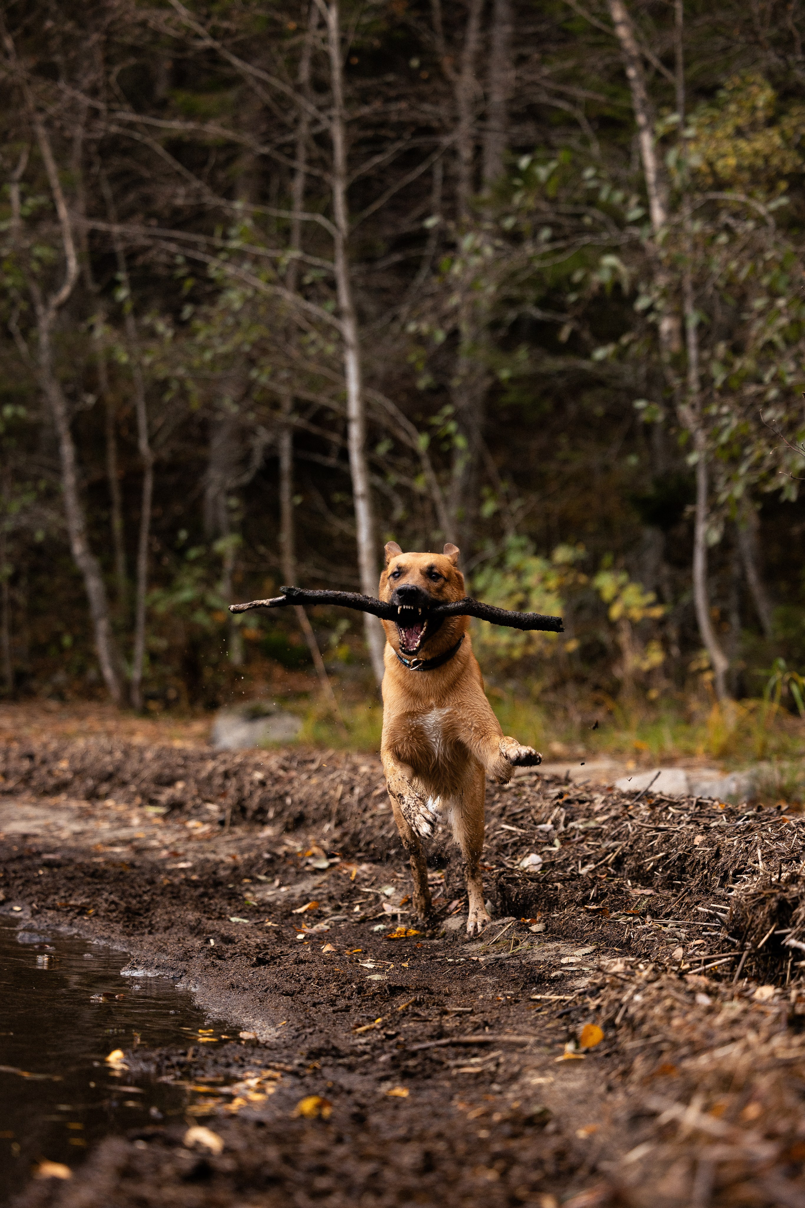 Karelia. Фотограф и видеограф анималист Аганина Дарья