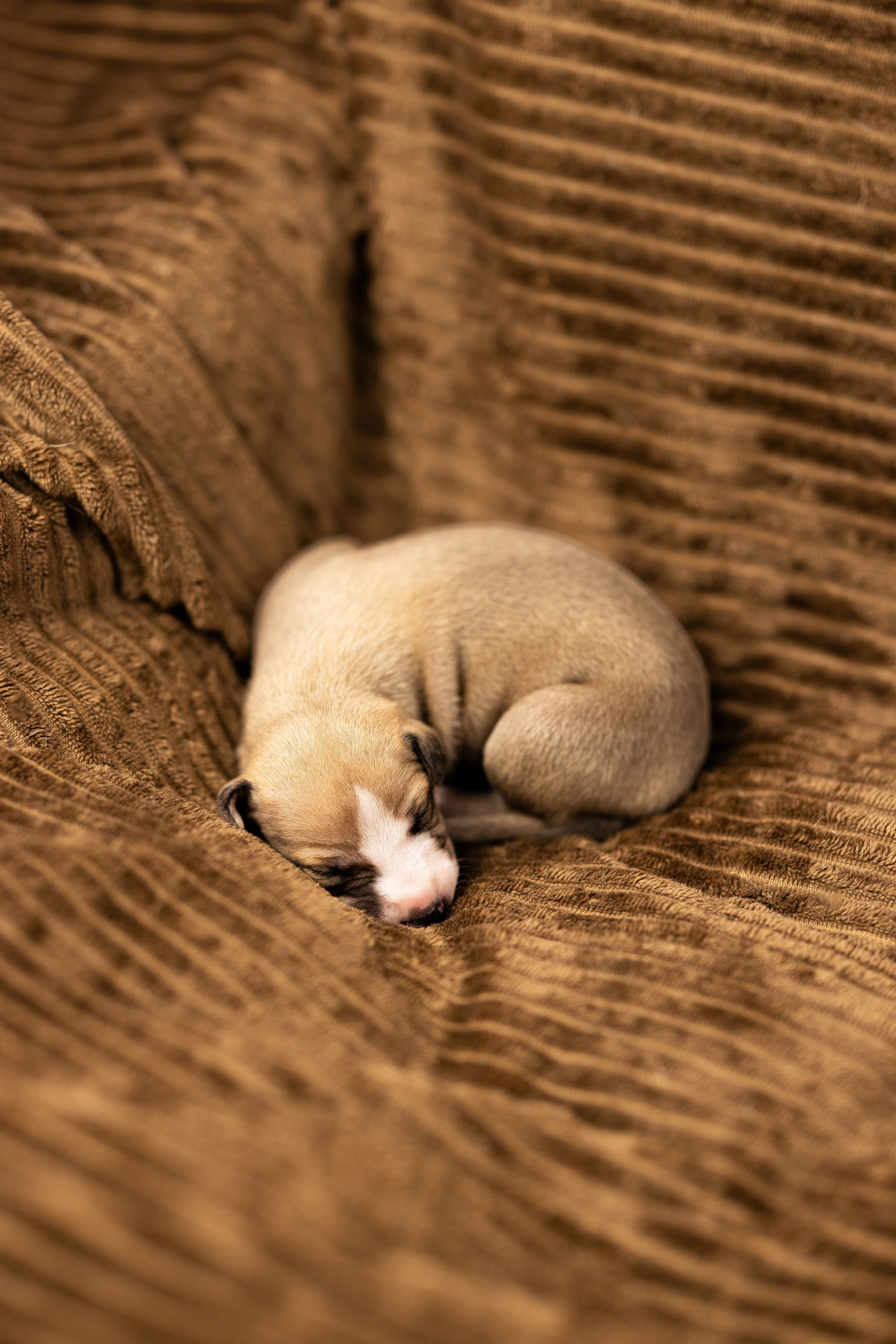 Уиппет. Фотограф и видеограф анималист Аганина Дарья