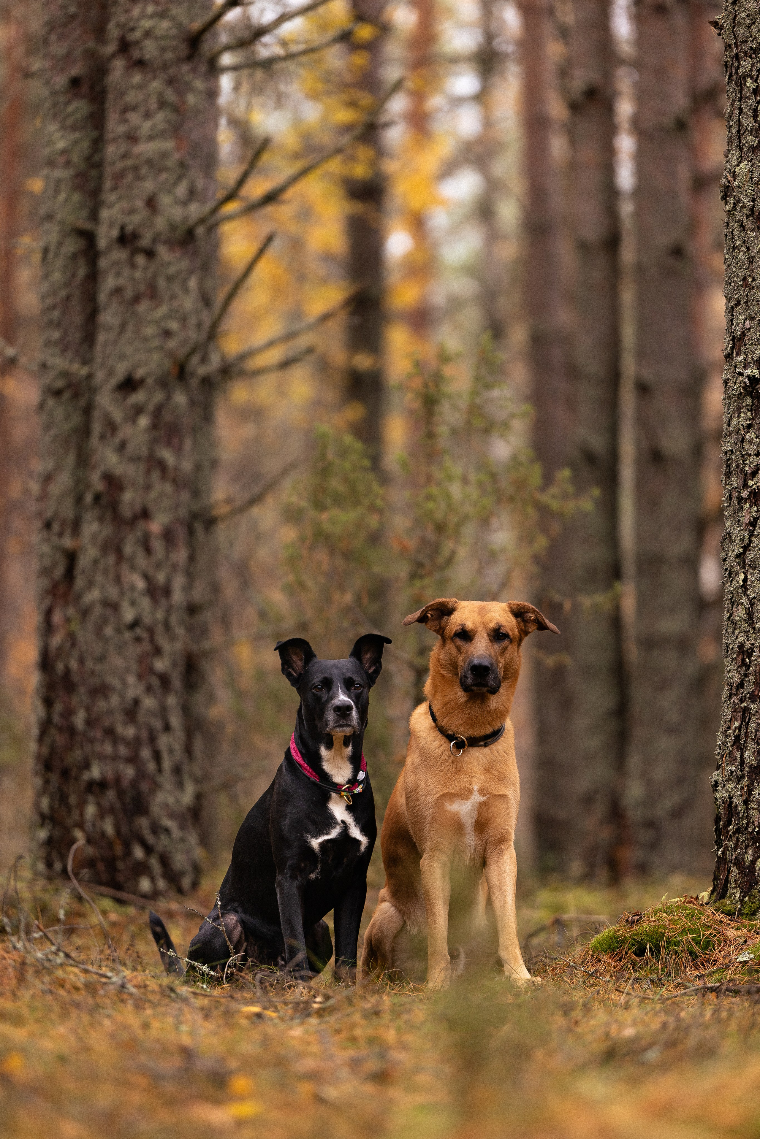 Karelia. Фотограф и видеограф анималист Аганина Дарья