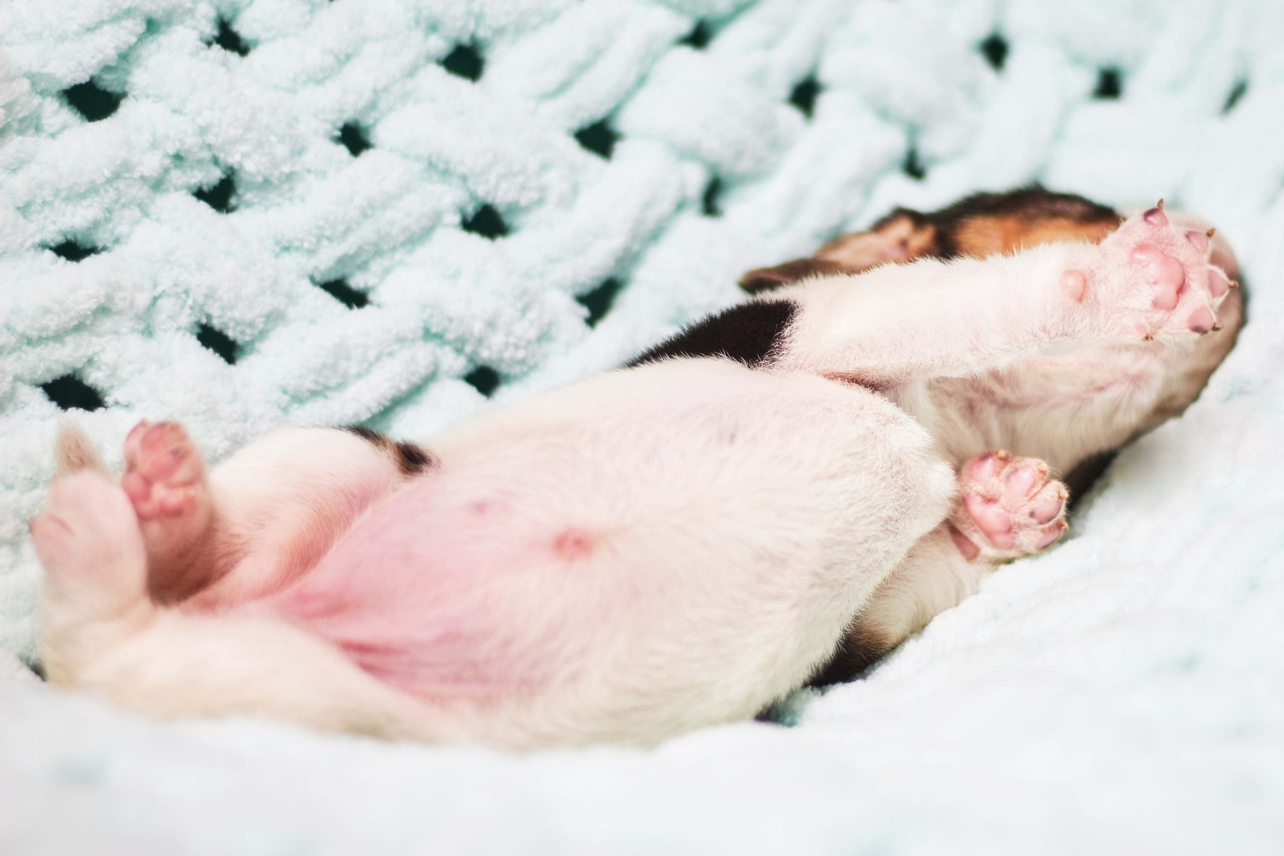 Фотосессия щенков от 7-и дней в стиле ньюборн. Фотограф анималист — Тула, Москва