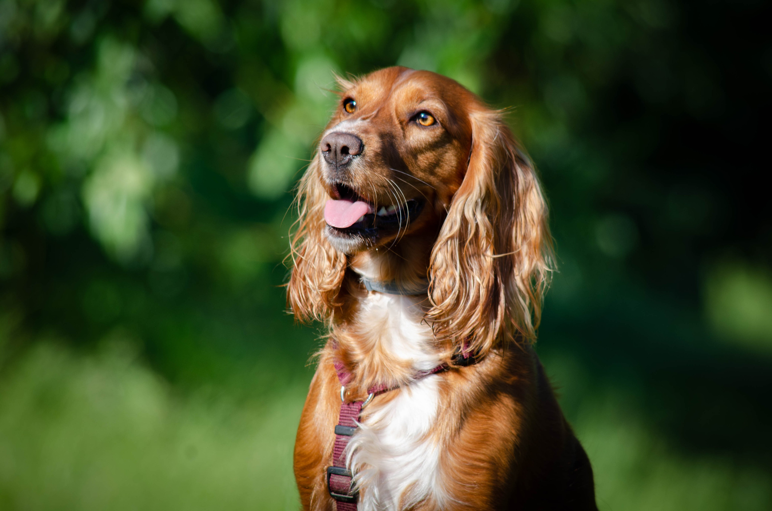 Джесси. Фотограф Светлана Блинова, Москва и Московская область