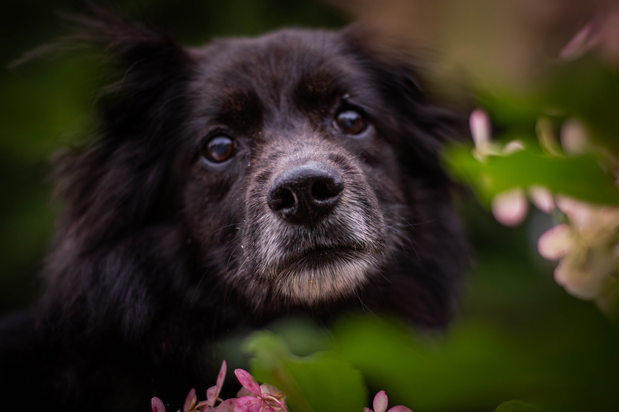 Альба и Даша. Фотограф Светлана Блинова, Москва и Московская область
