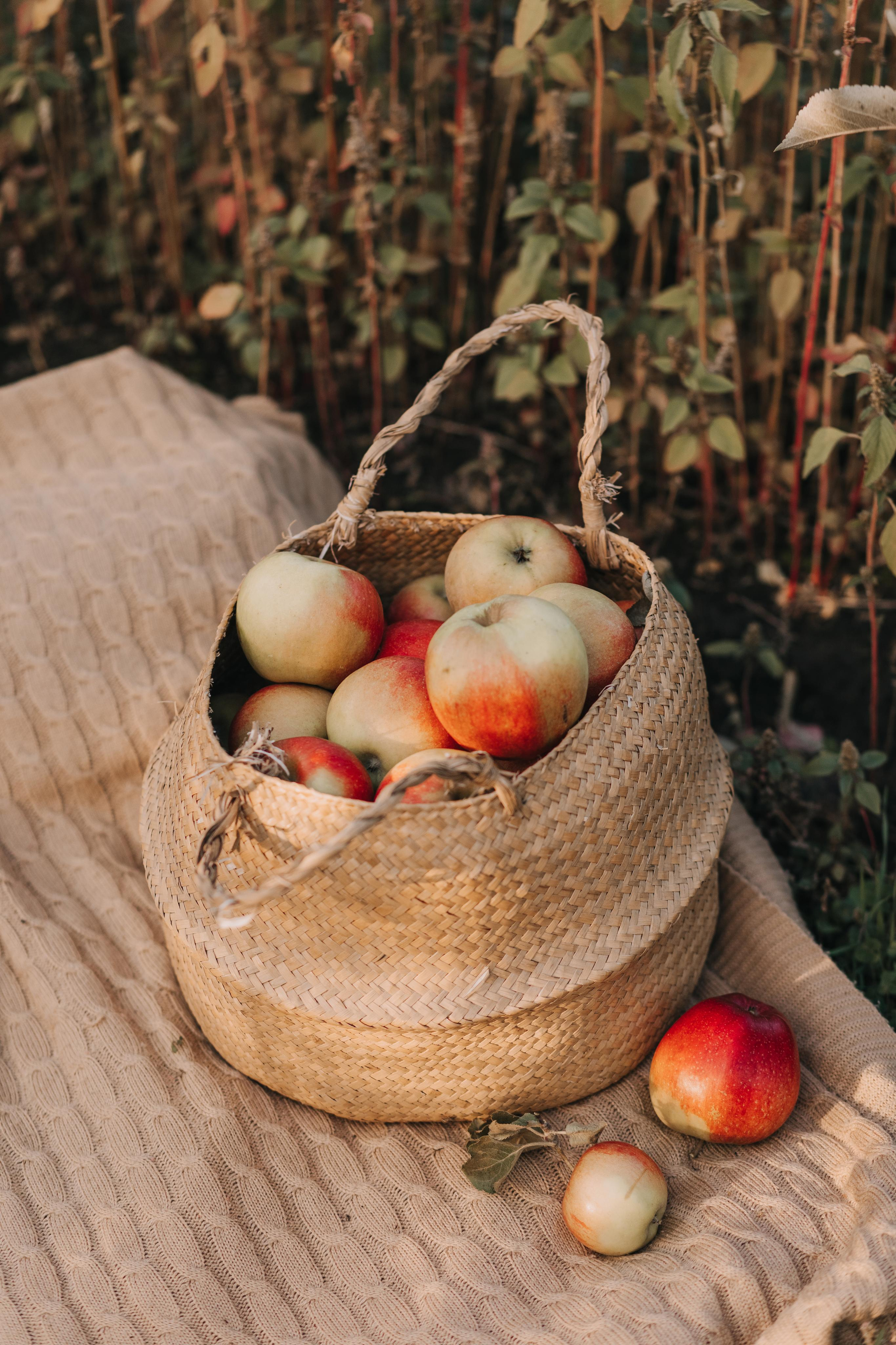 Юля, Уля и яблоки. Семейный фотограф в Белгороде Аня Никифорова