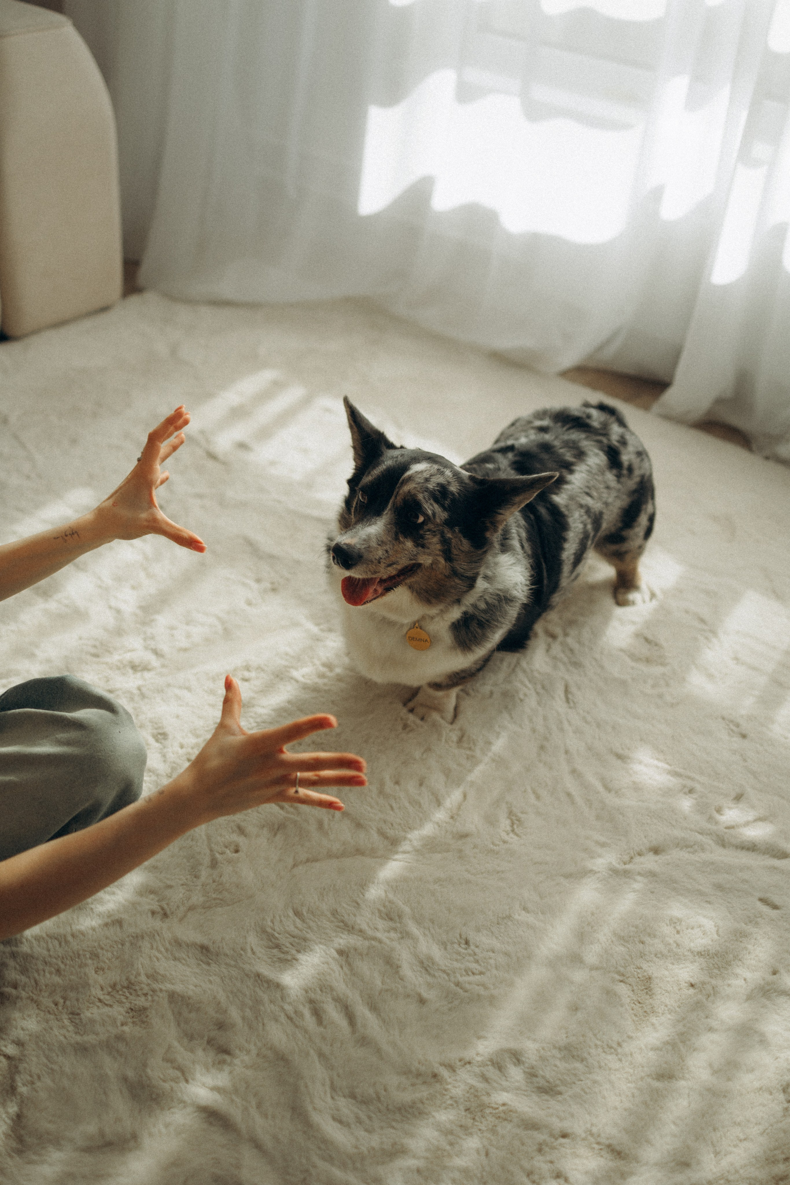 Бэлла, Деми и Луна. Фотораф — анималист Мария Шистка