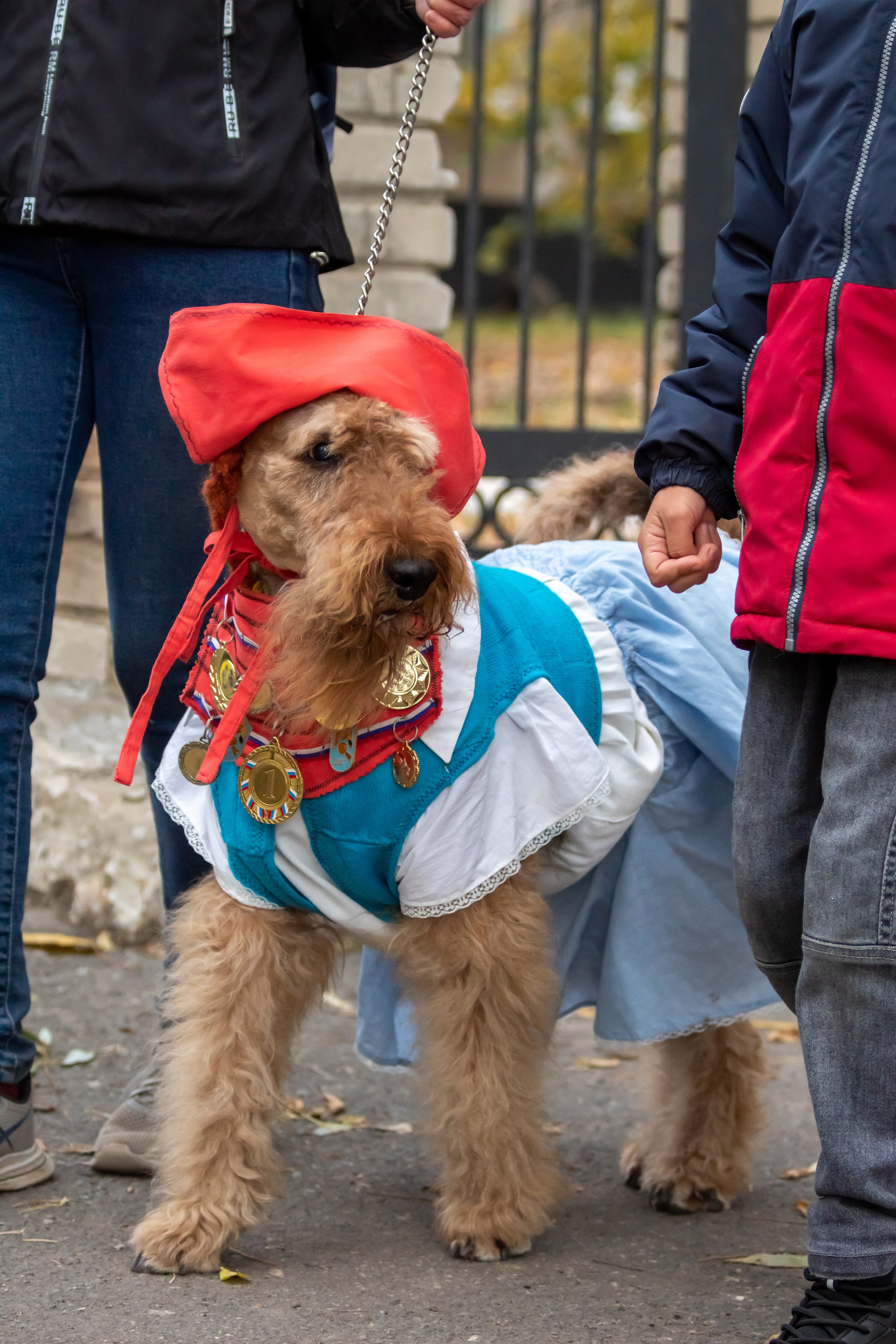 Костюмированный парад собак. Фотограф анималист — Тула, Москва