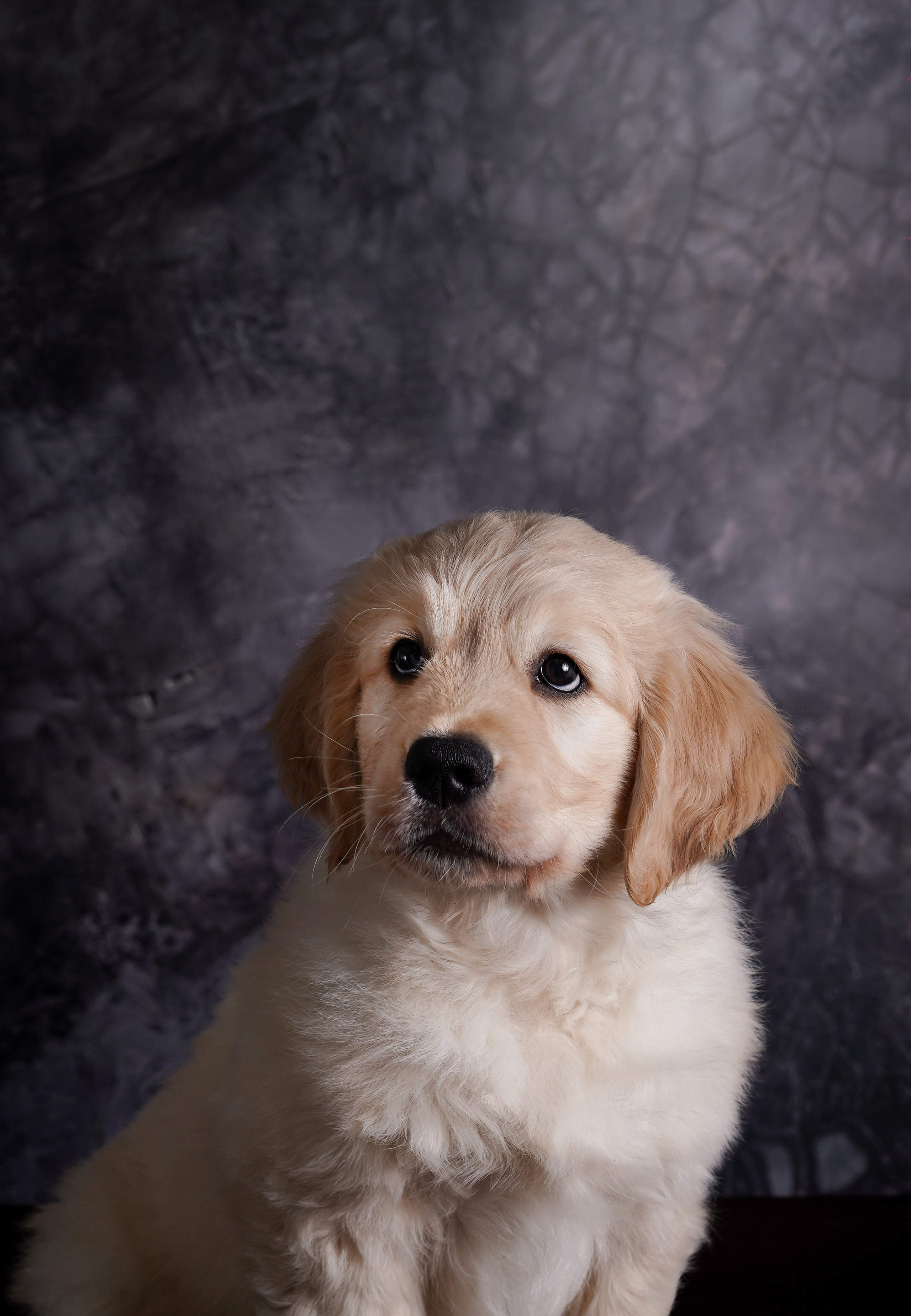 Щенок голдена. Фотограф-анималист в Санкт-Петербурге Яна Мартынова