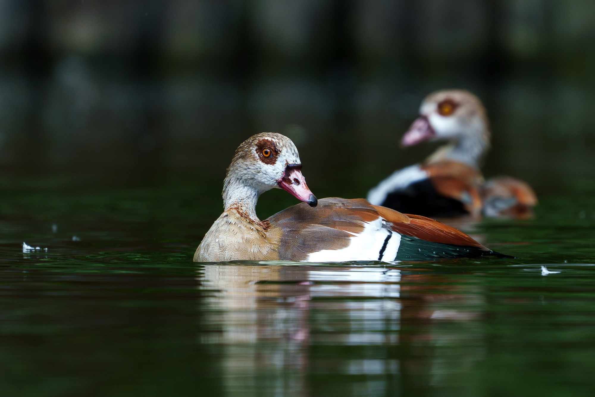 Удивительные мир птиц. Вокруг нас столько прекрасного — присмотритесь!. Ваш личный фотограф Марина Волкова