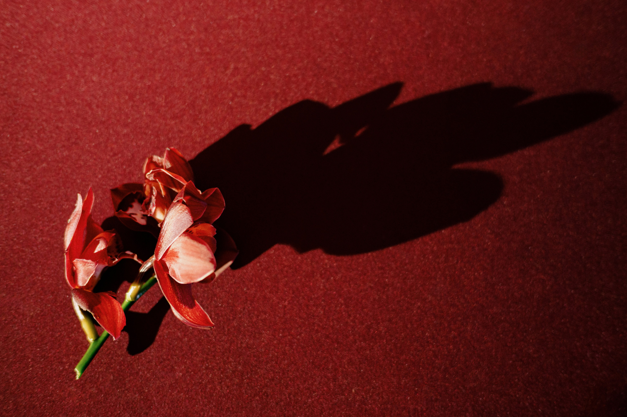 ЖЕНЯ И ДАША. Свадебный и семейный фотограф Никита Корохов