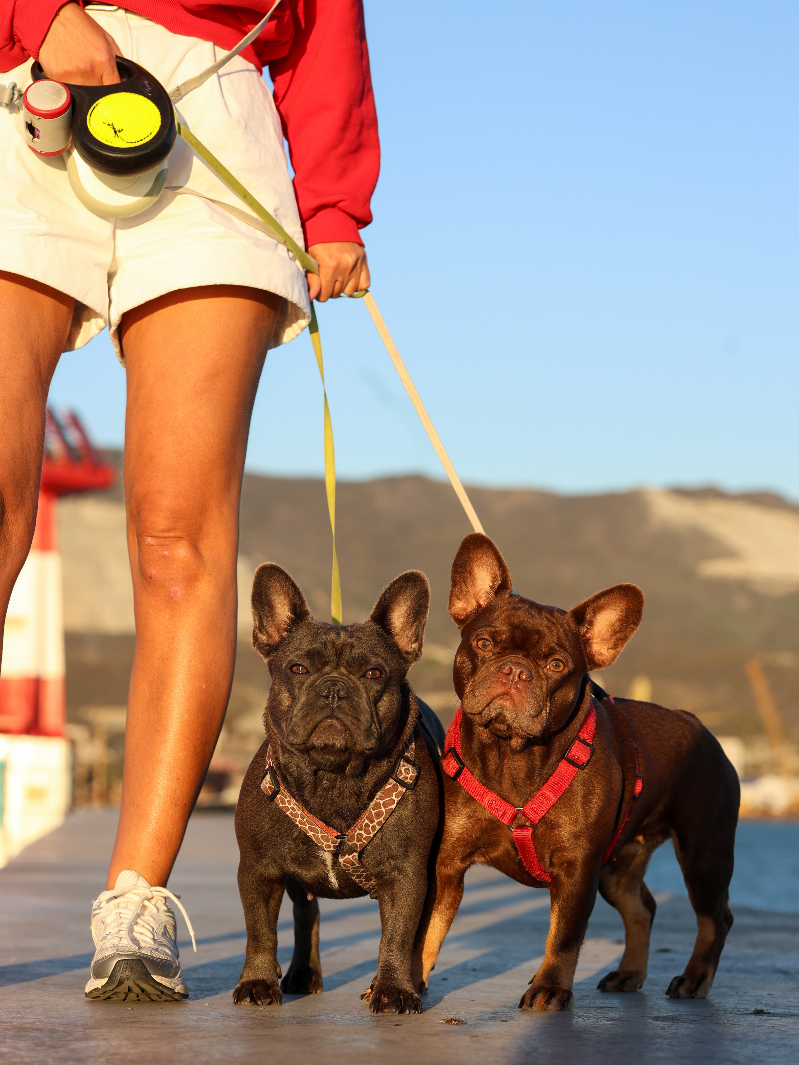Белла, Луна и Нелли. Фотограф-анималист в Москве Кириллова Татьяна