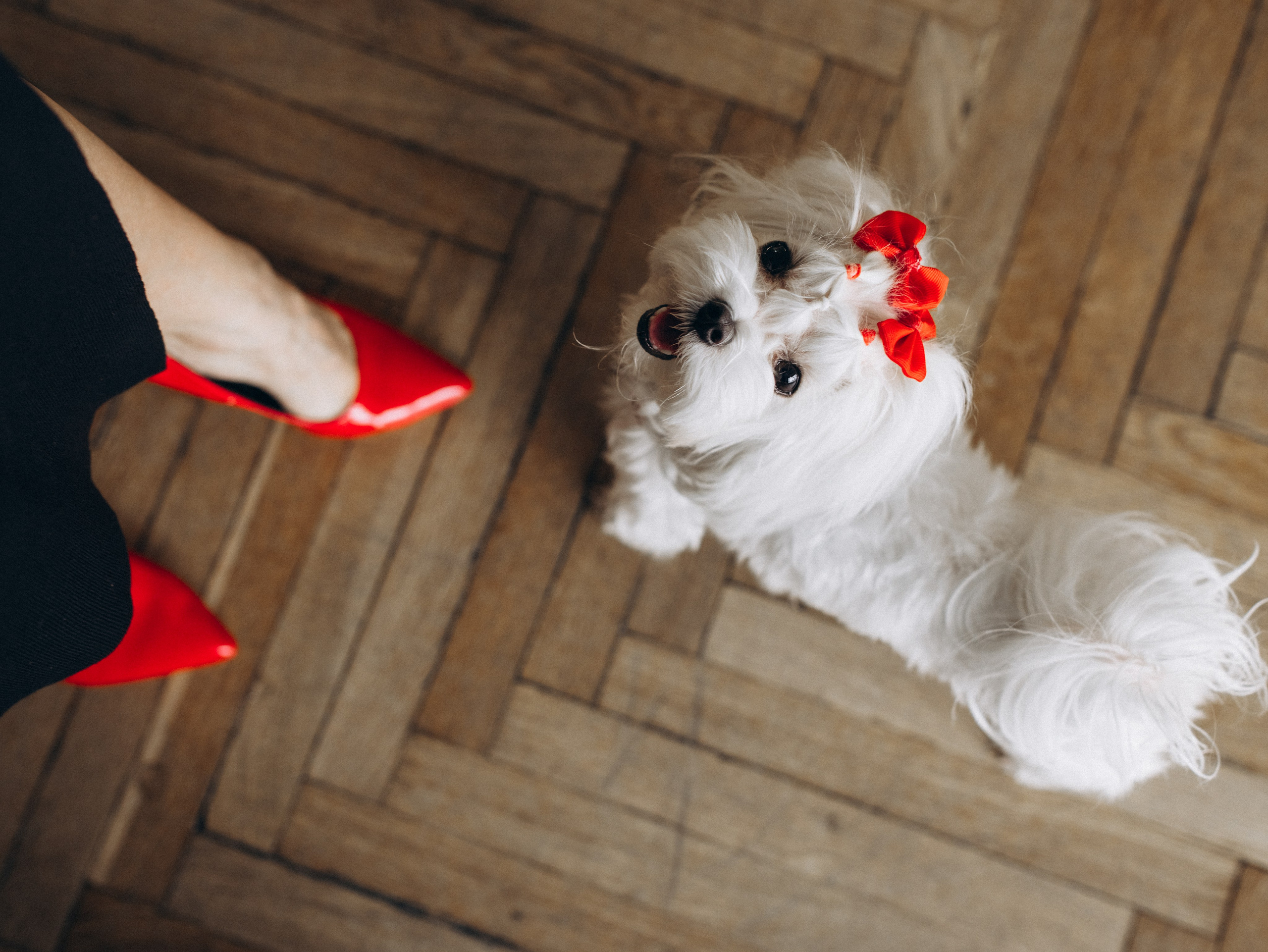 Мира и Таня. Фотограф-анималист в Москве Кириллова Татьяна