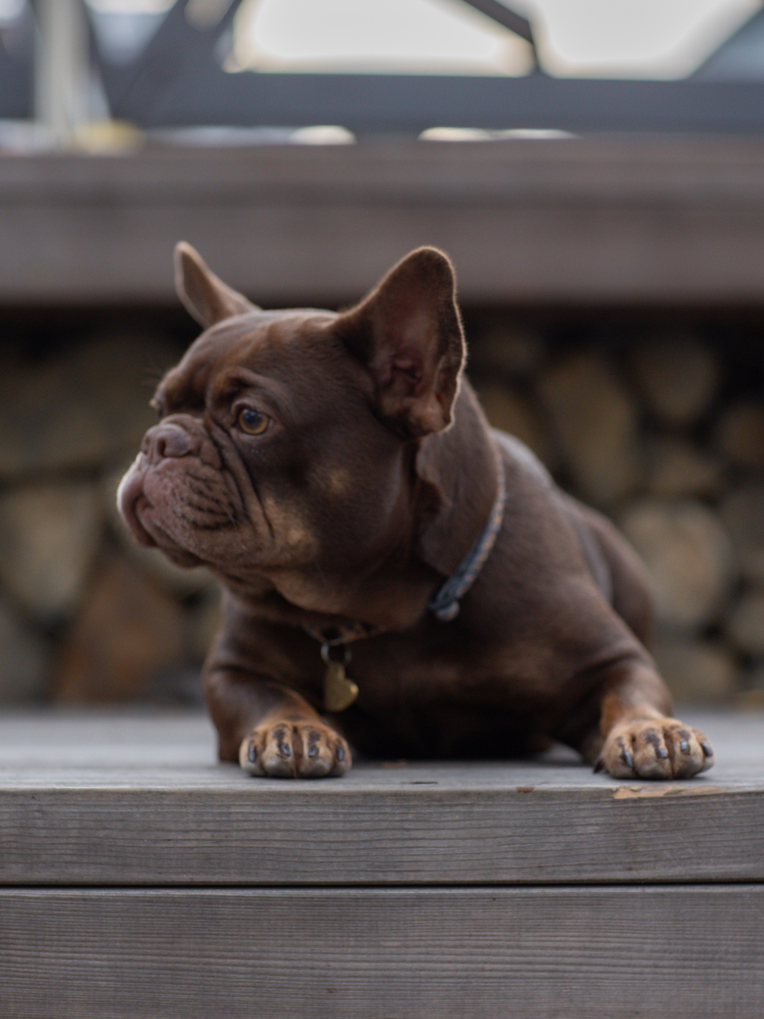 Нелли Буня и Луня. Фотограф-анималист в Москве Кириллова Татьяна