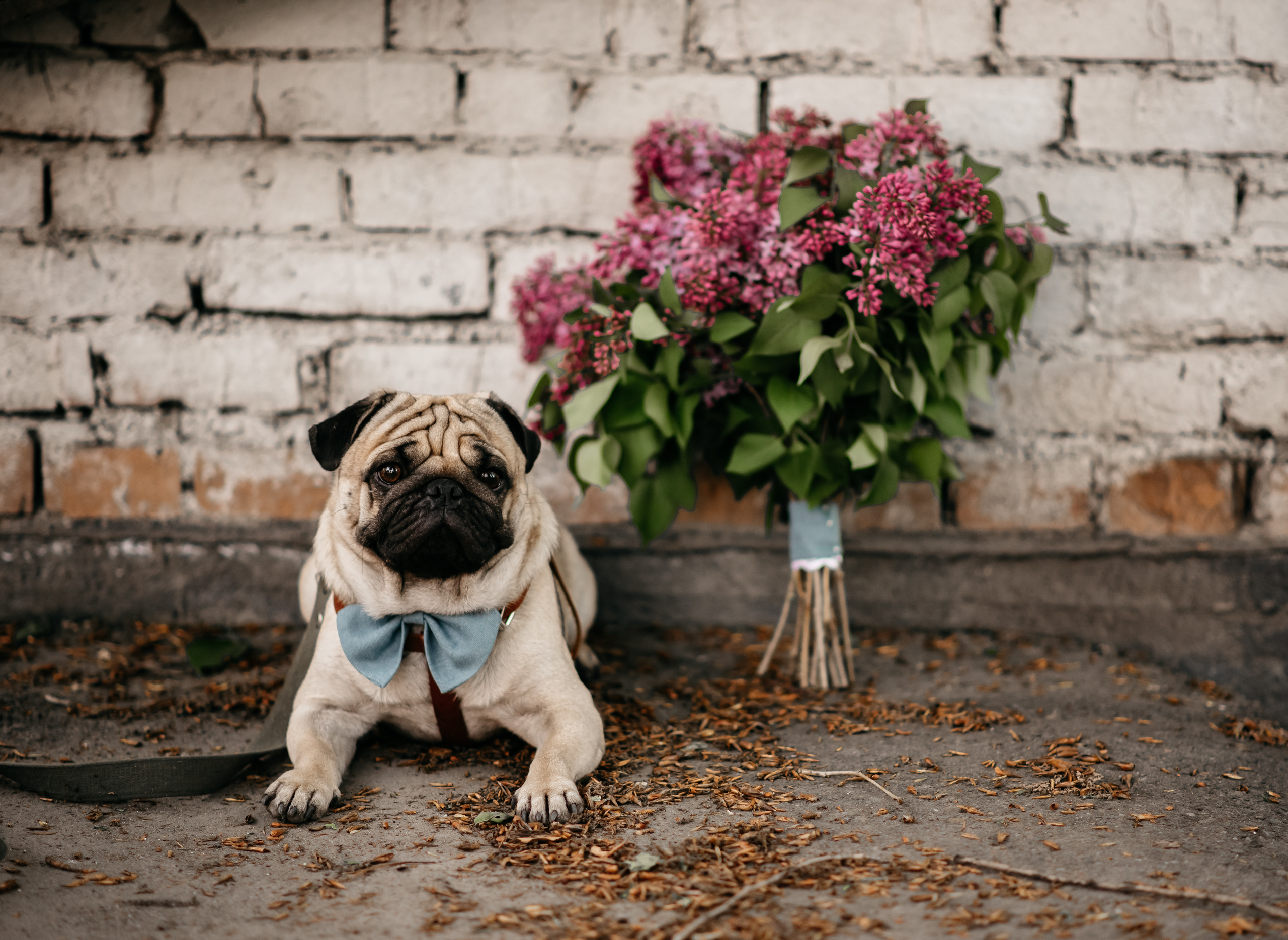 Ольга и Левон. Свадебная  съемка на Алтае