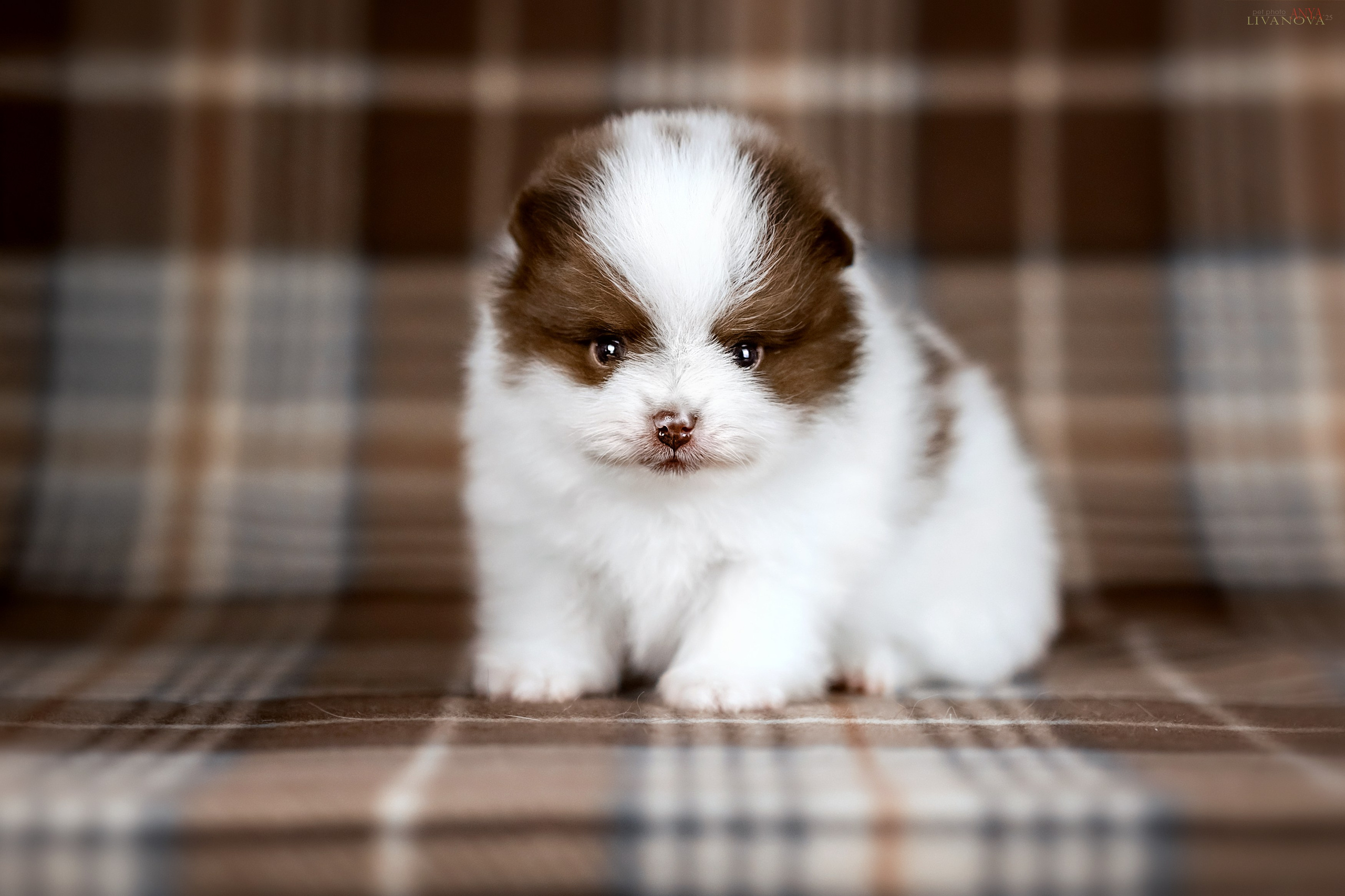 Шпицы. Фотограф анималист Аня Ливанова | Рыбинск