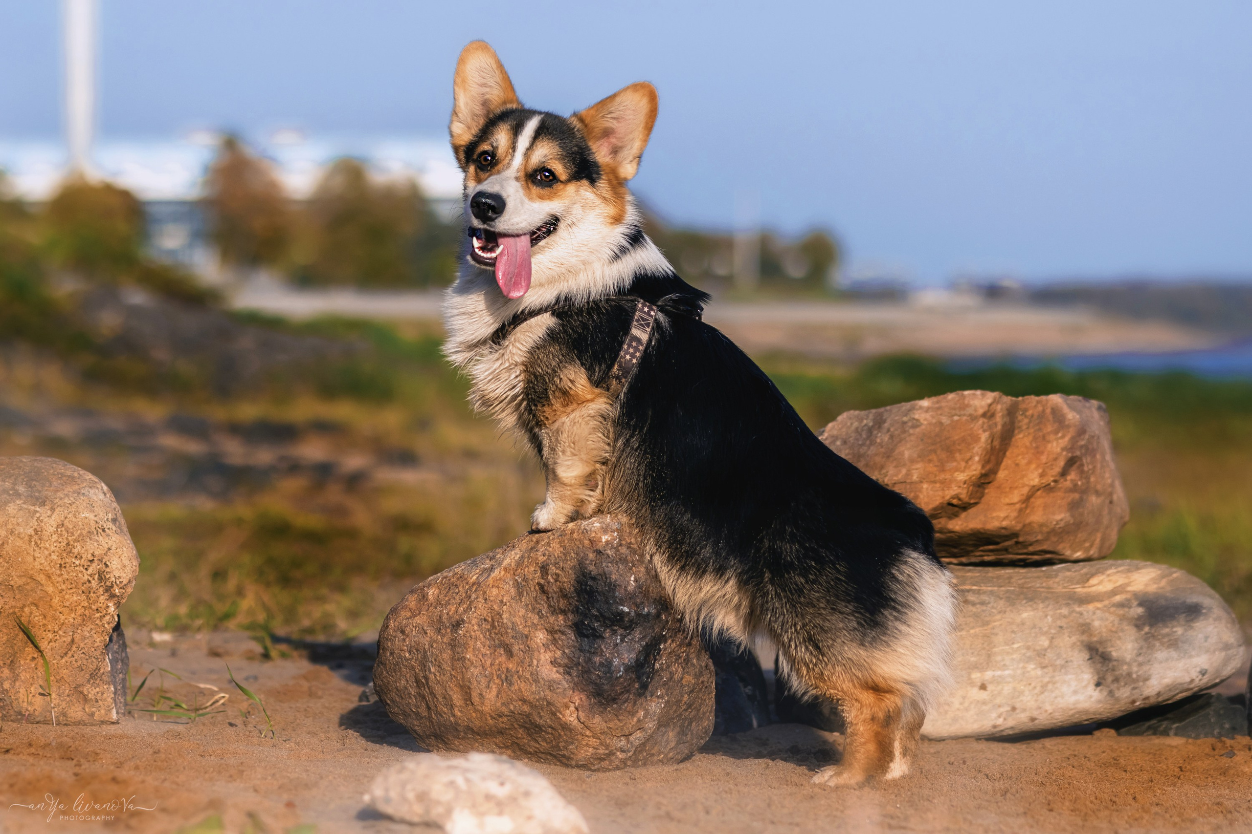 Коржики на Набережной. Фотограф анималист Аня Ливанова | Рыбинск