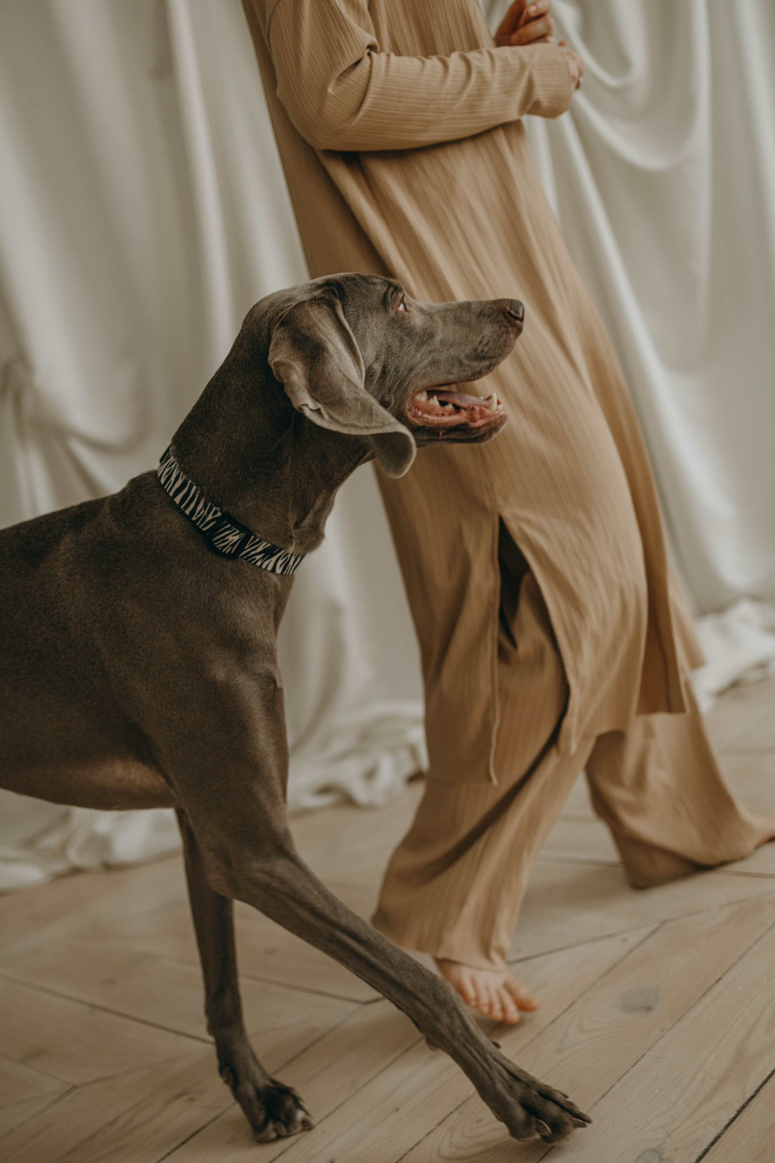 Фотосессия в студии с собакой. Фотограф-анималист в Екатеринбурге | Кристина