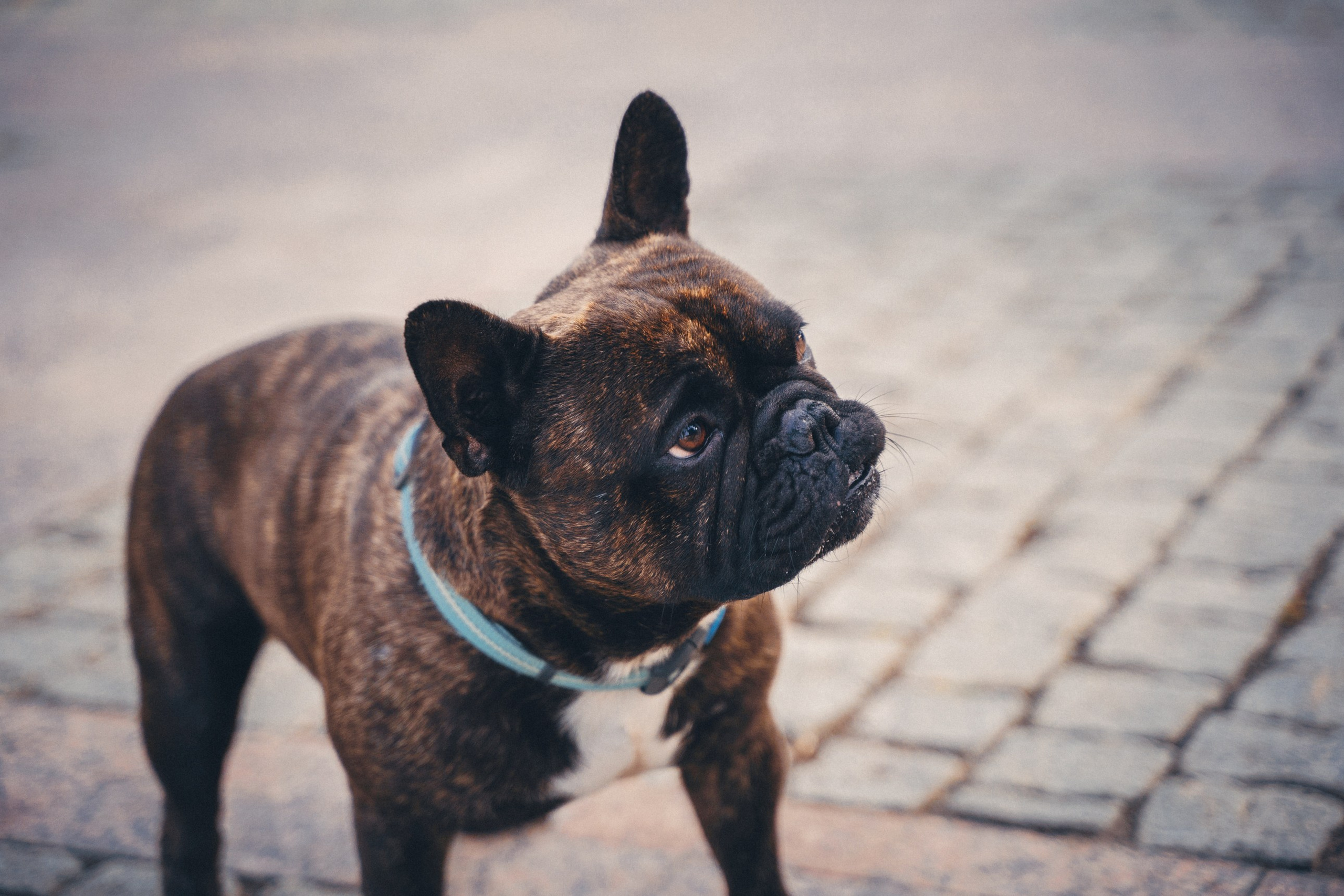 Ирина и Изюм. Фотограф-анималист, портретный фотограф в Чебоксарах Мария Садыкова