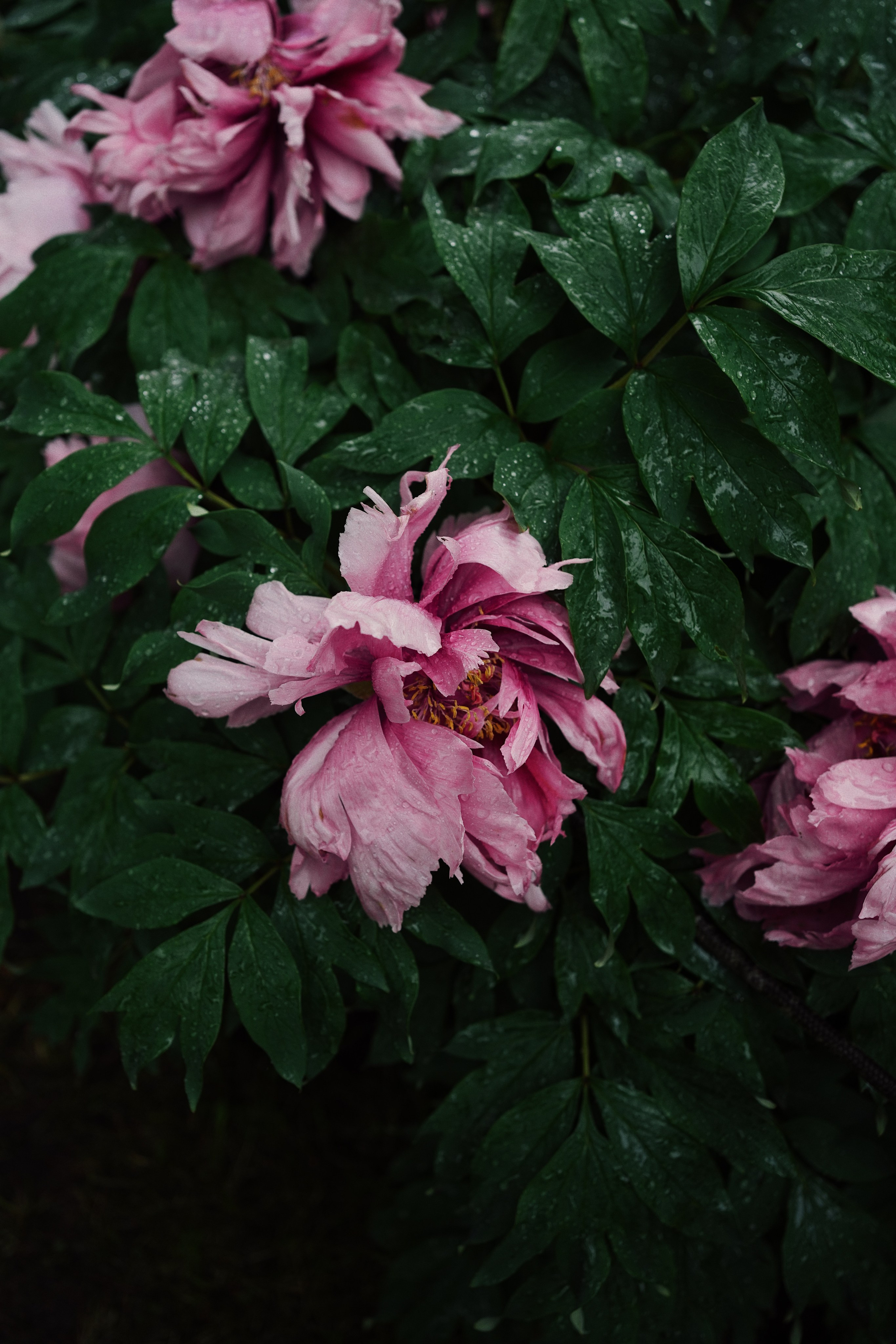 Botanical garden cards. Ксения Копна. Фотограф из Санкт-Петербурга