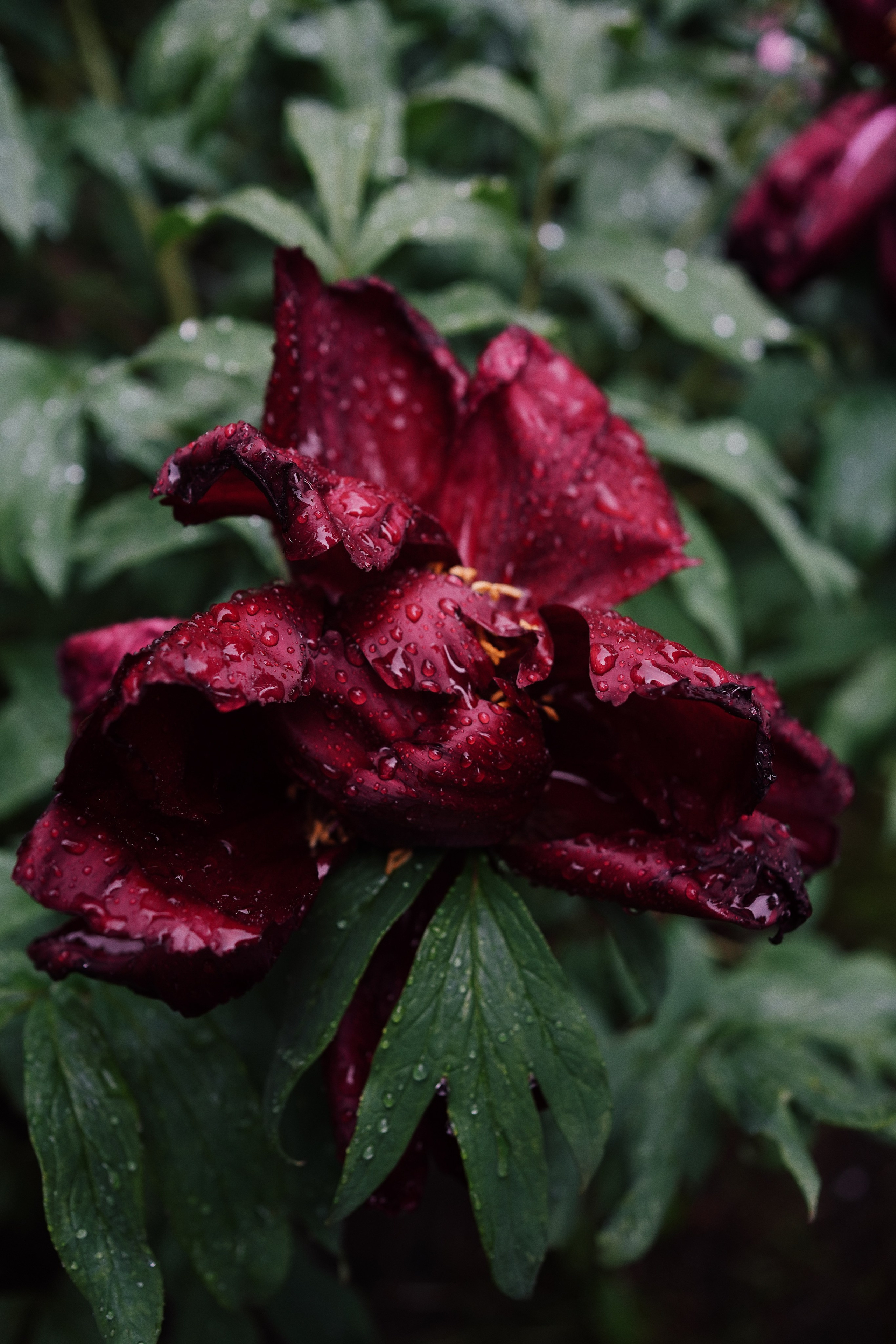 Botanical garden cards. Ксения Копна. Фотограф из Санкт-Петербурга