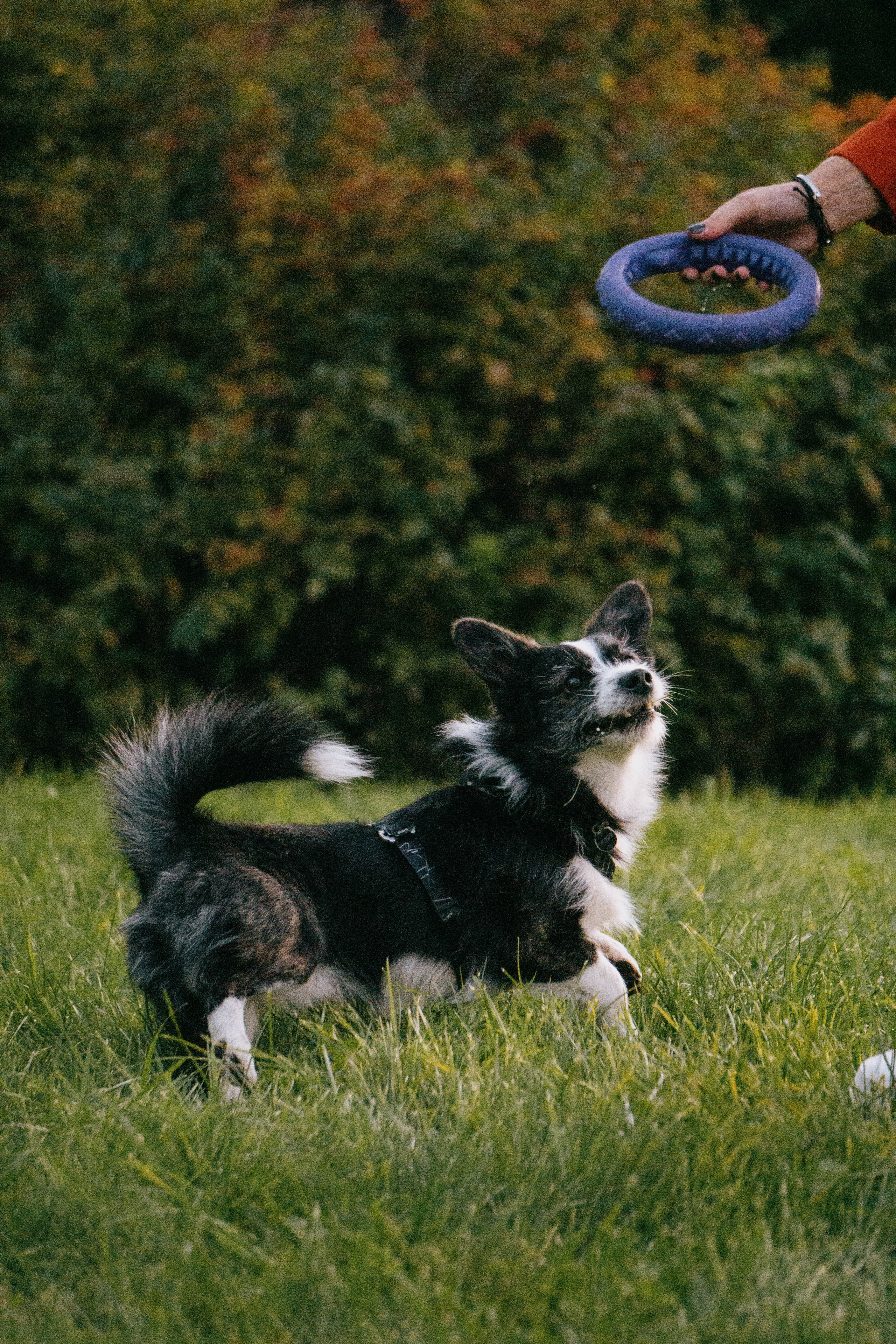 Даша и Тюбик. Фотограф-анималист Ксения Воробьева, Москва