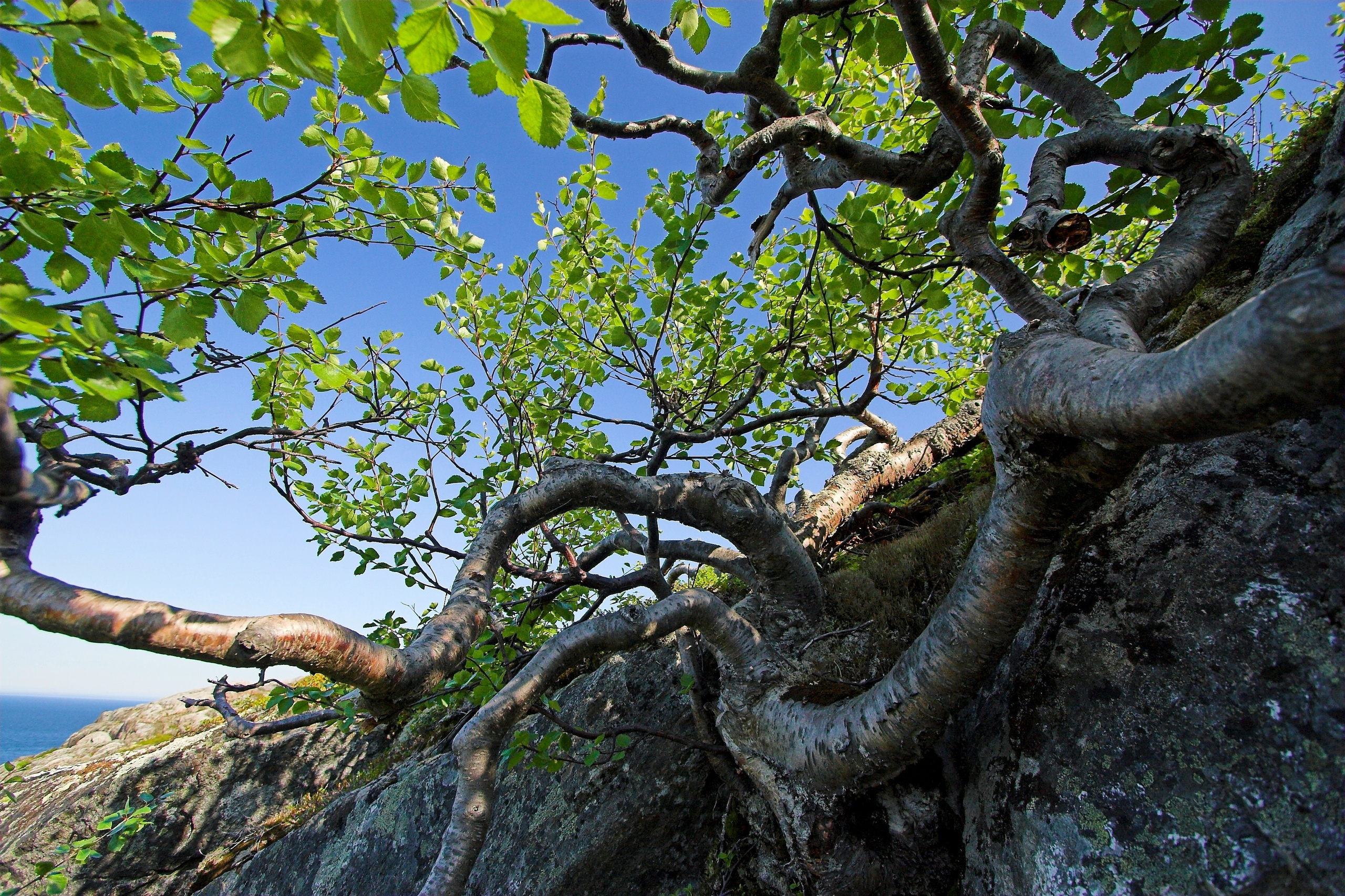 Мир растений. Пейзажи Крайнего Севера. Баренцево море, Рыбачий, Средний, Немецкий
