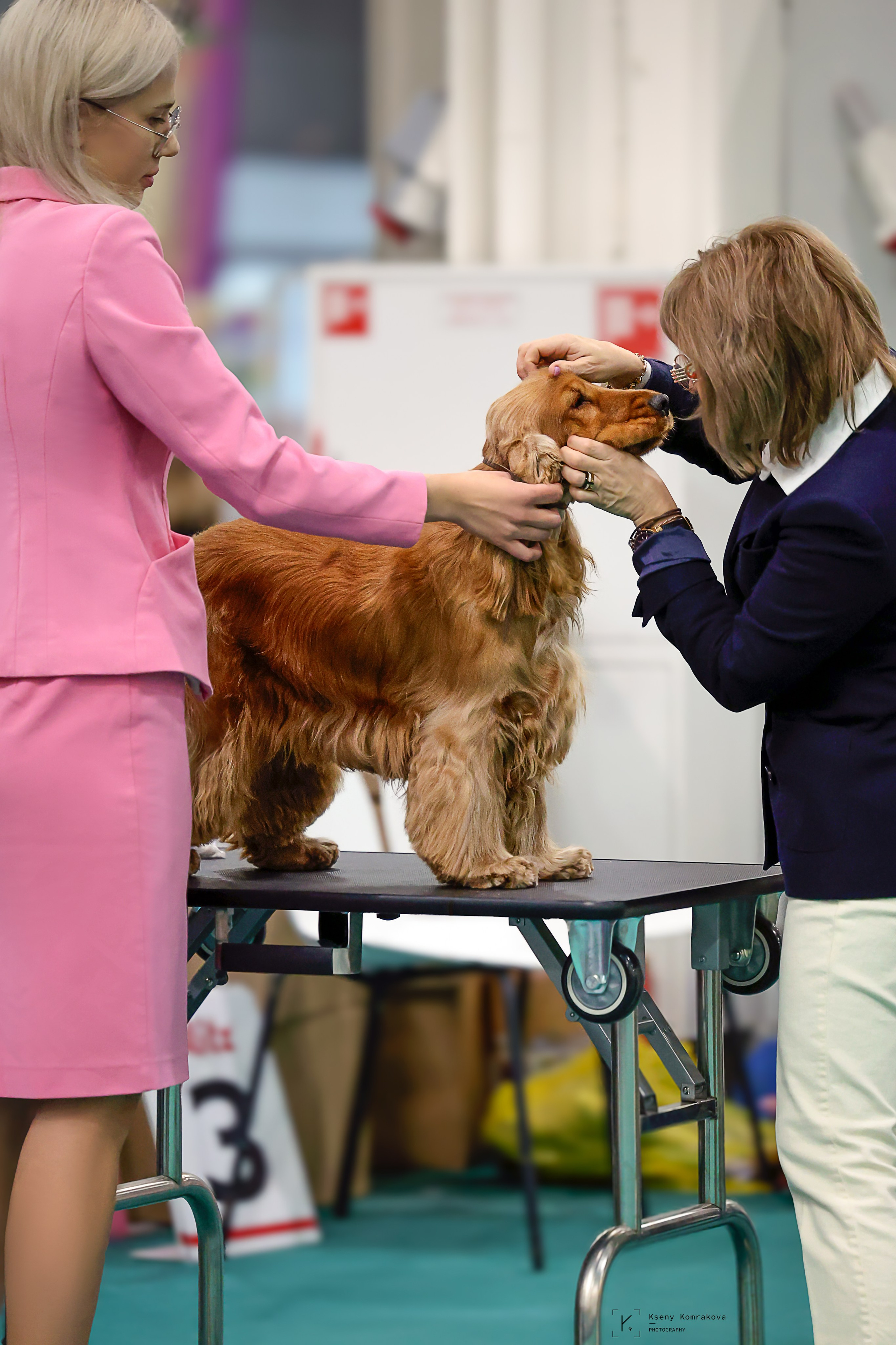 Съемка собак. Анималистика. Репортаж. Индивидуальная съемка