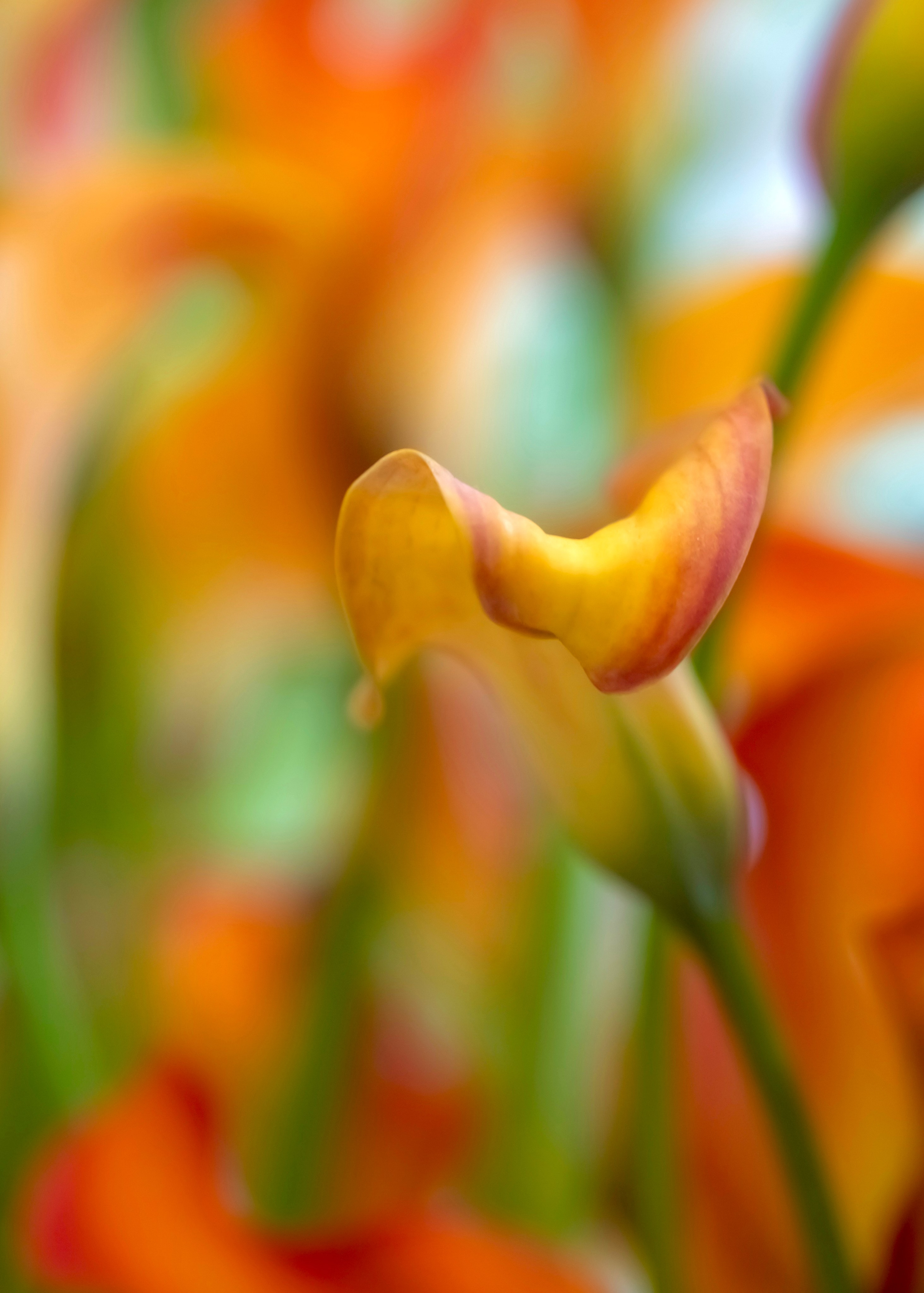 Эксперименты. Фотосессии и репортаж — Фотограф в Москве — Рина Серёгина