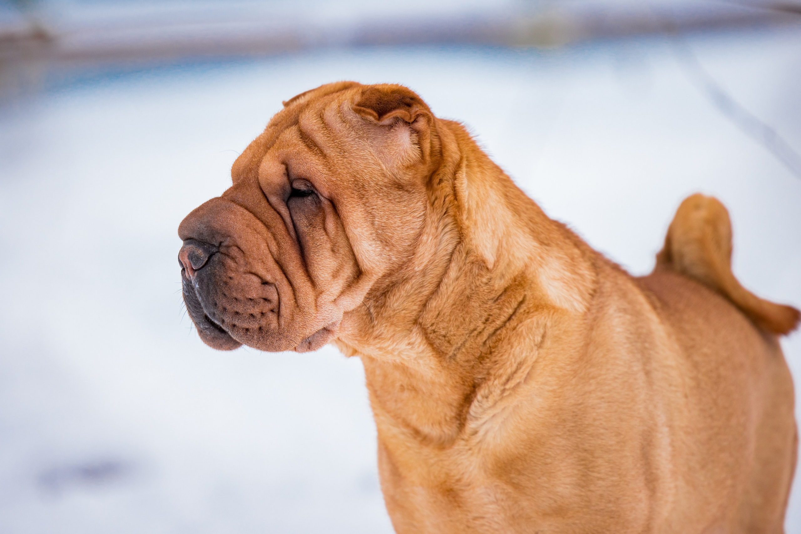 В гостях у шарпеев 16.01.2024. Фотограф-анималист Юлия Германика