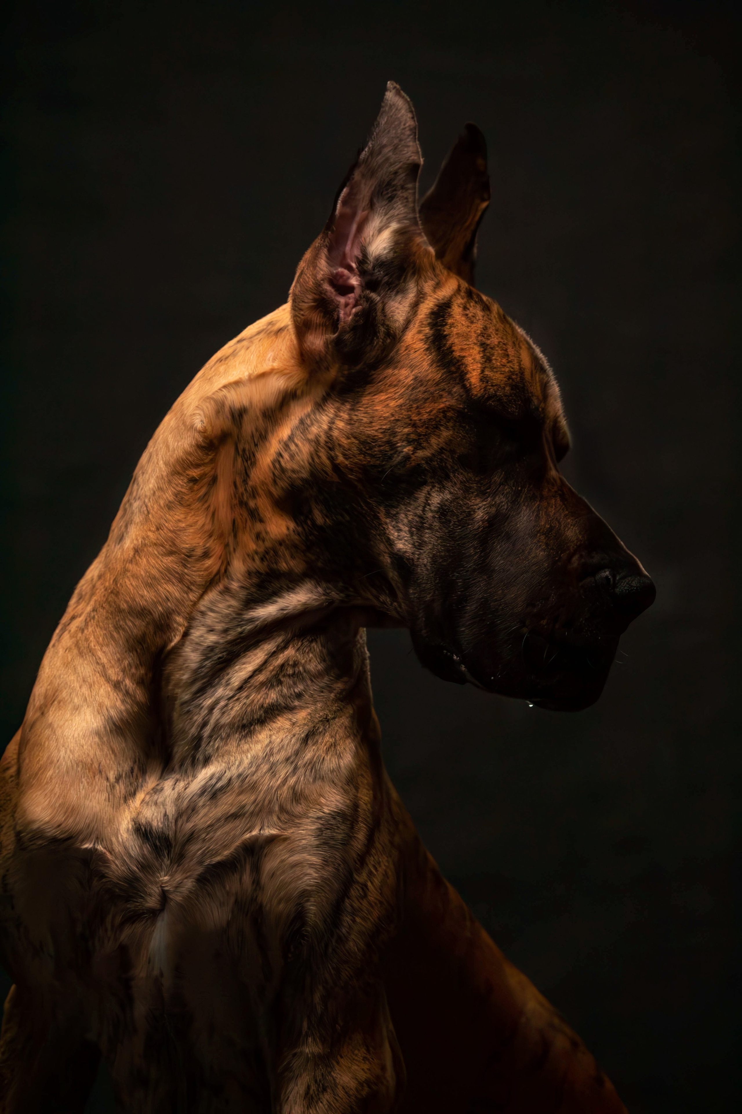 Елена, Honney Highlight и Эрафия. Фотограф анималист — Тула, Москва