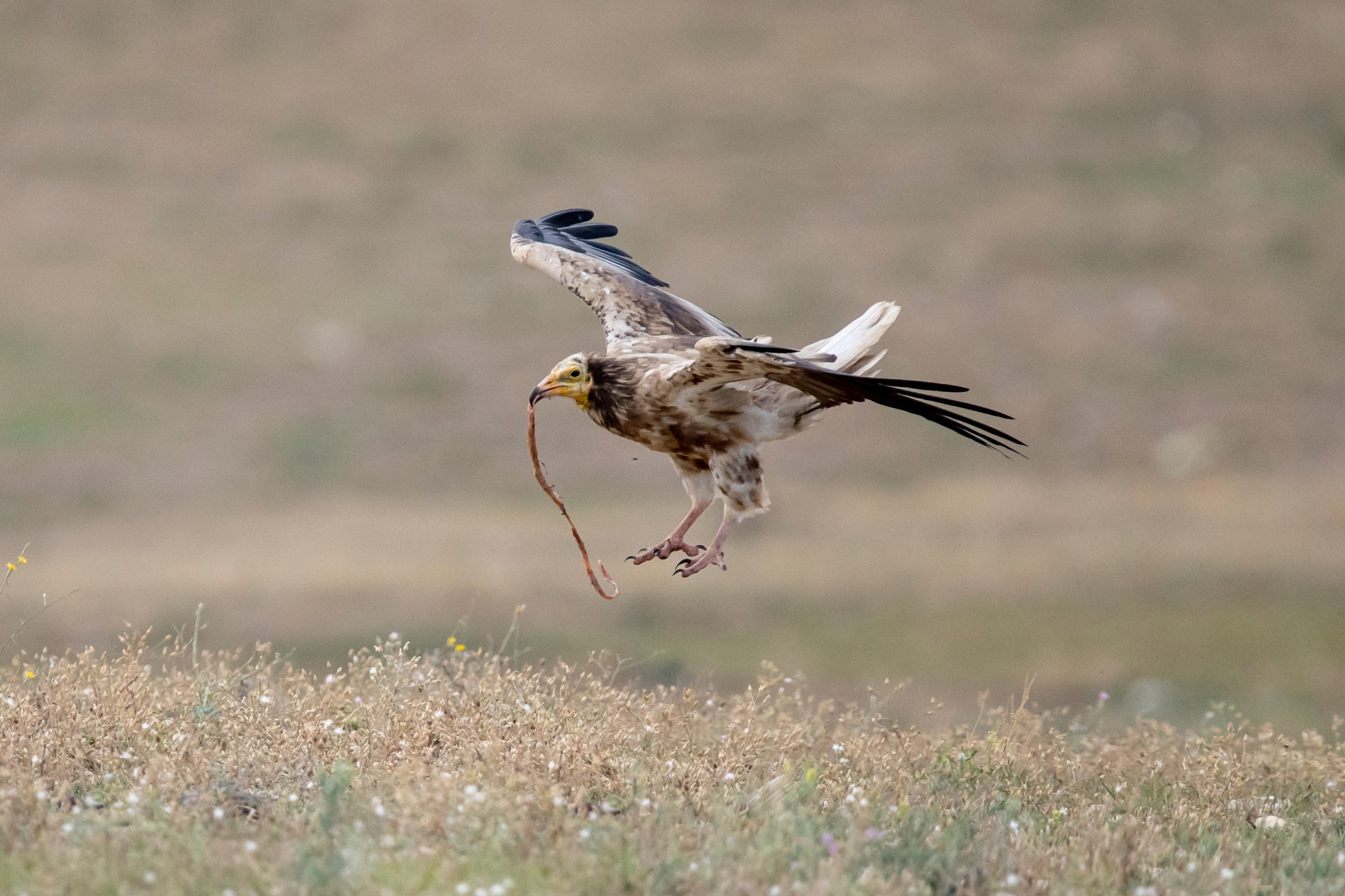 Природа Дагестана, сентябрь 2024. Foto-Zuev фотография как искусство