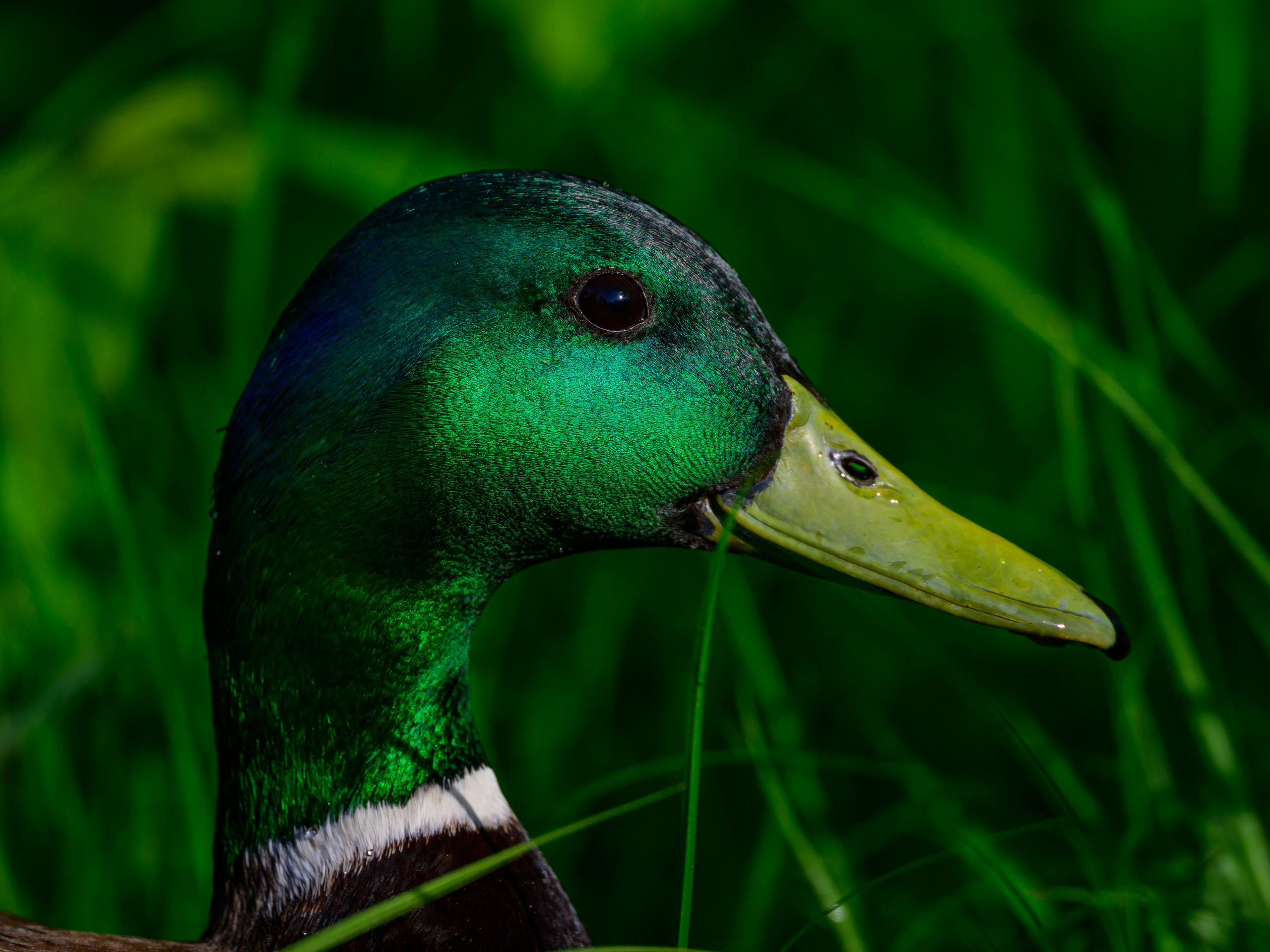 Черношейная поганка. Wildlife photography by Sergey Puponin