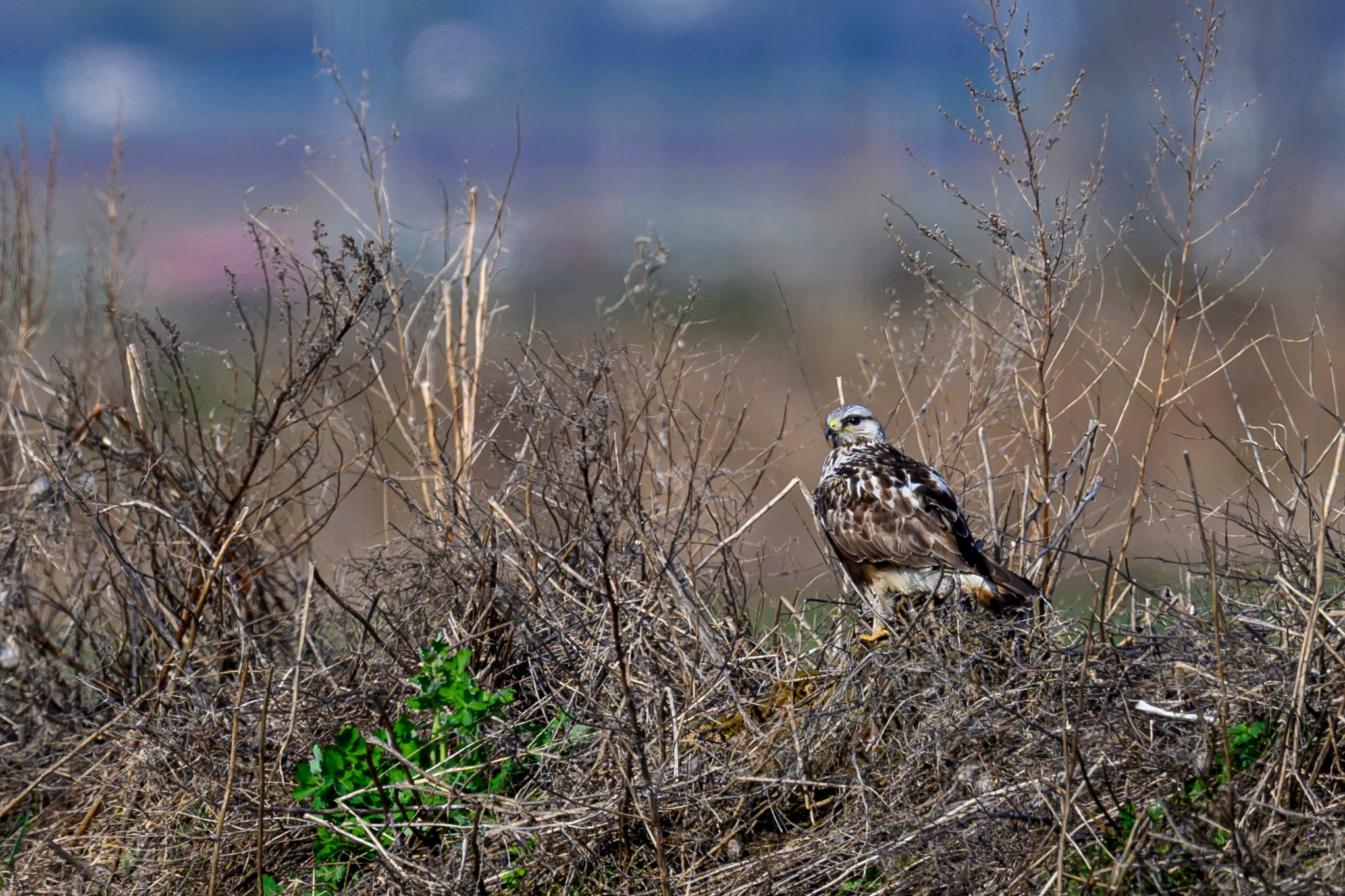 Куропатки. Wildlife photography by Sergey Puponin