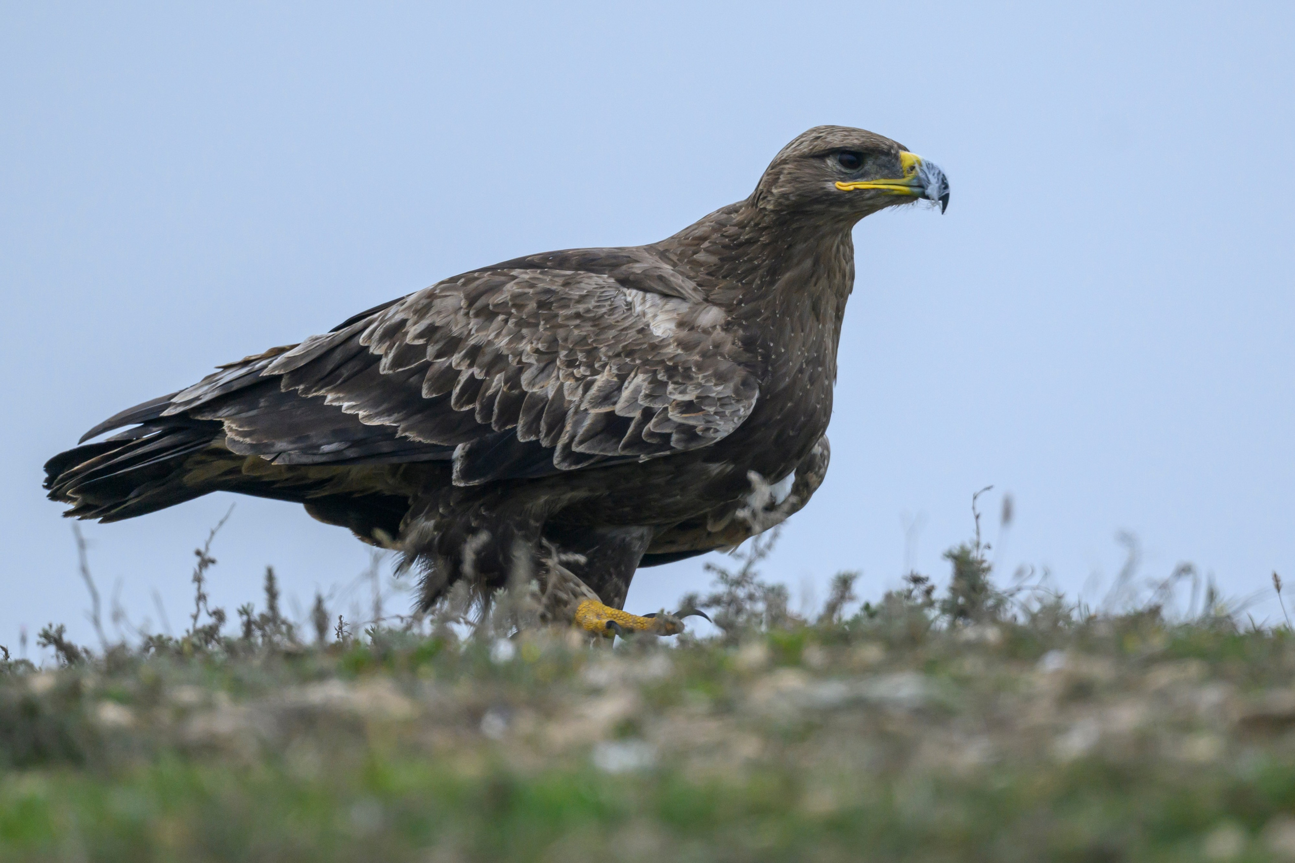 Дагестан. Ноябрь 2025. Фотограф Сергей Пупонин
