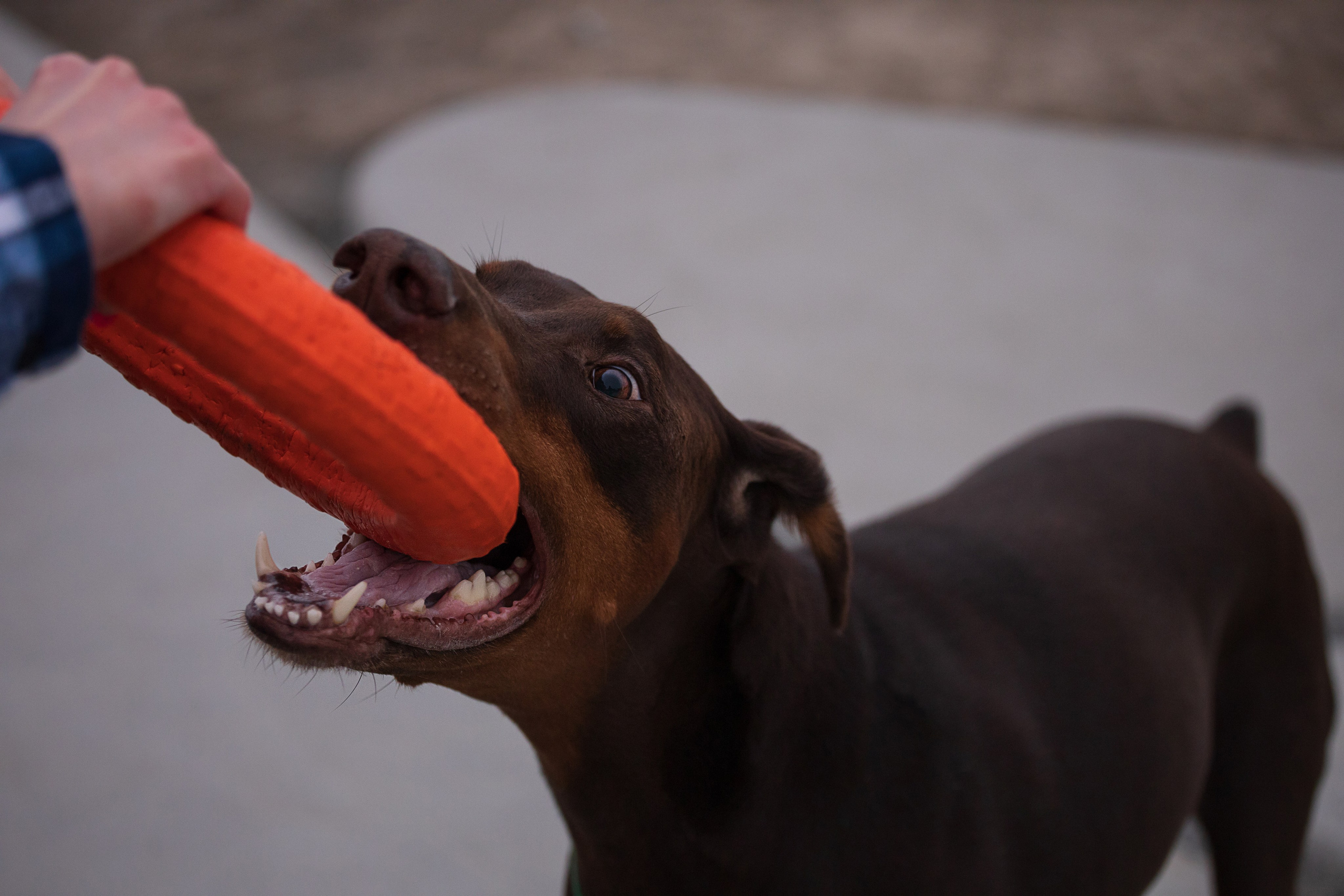 Оля и Кайрат. Фотограф — анималист Владивосток, Алина