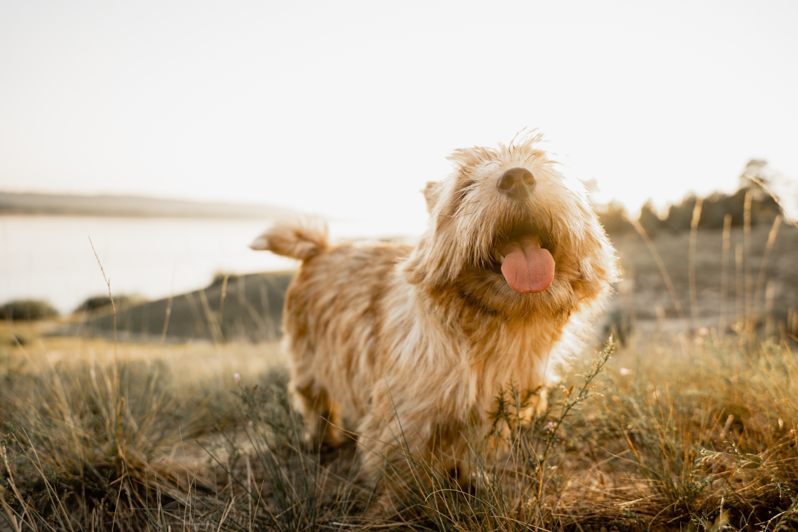 Свадебный Фотограф Москва Нижний Новгород | Артём и Анна Тороповы