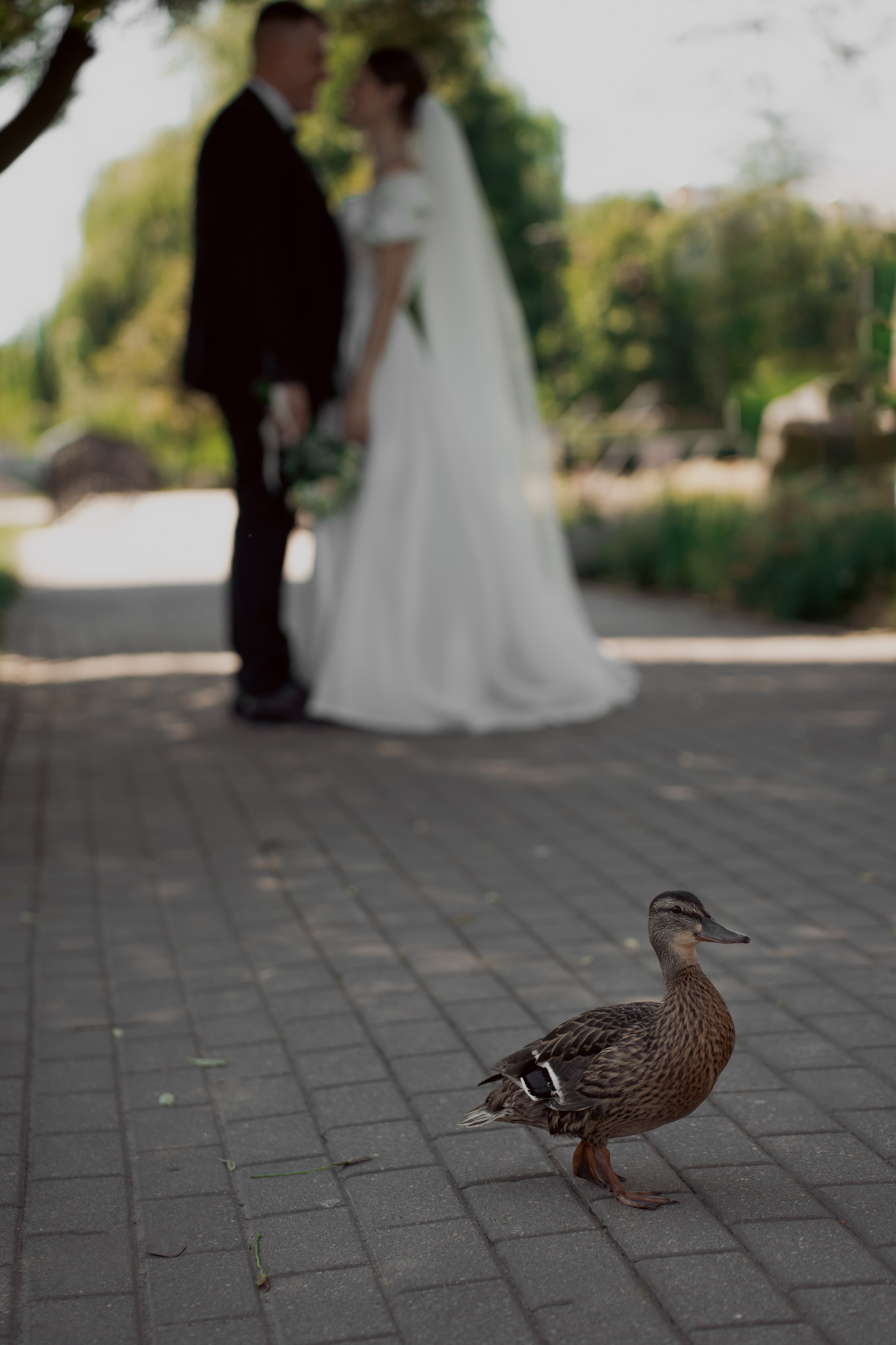 PK. Свадебный фотограф