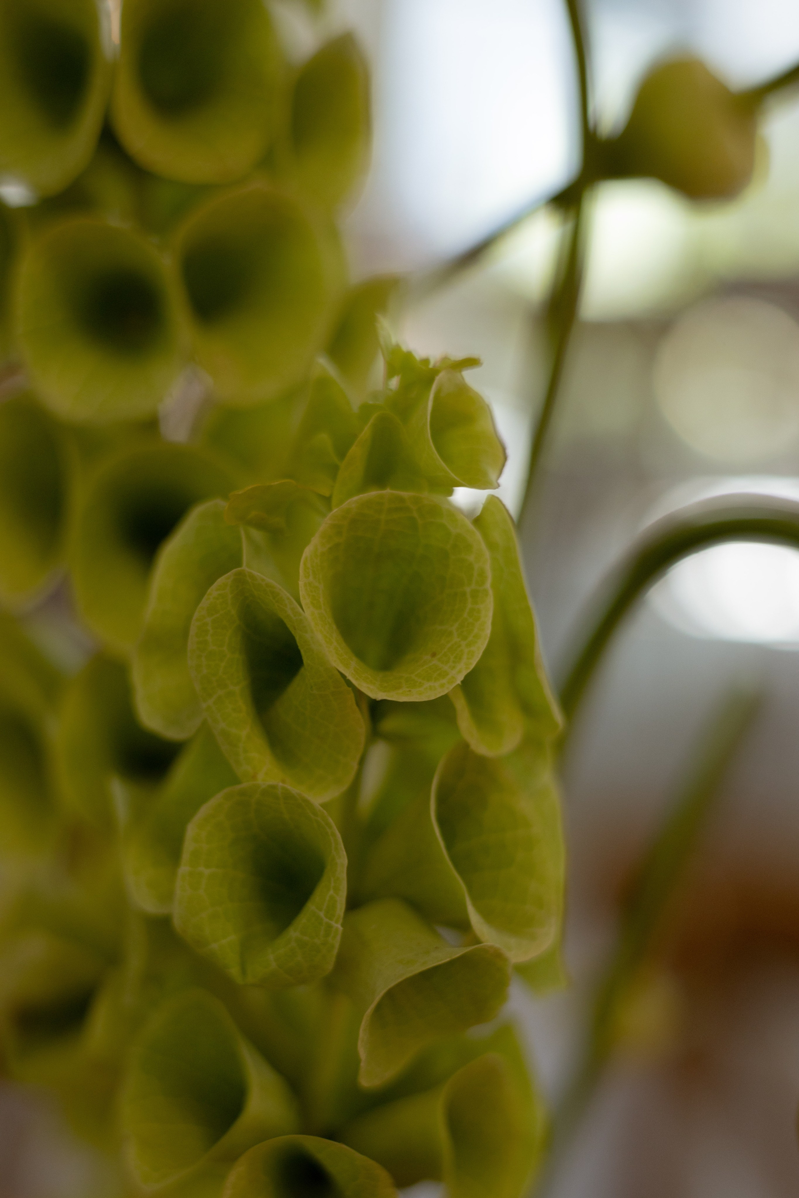Никита & Катя. Оформление свадеб, декор свадеб Вера Маркова, Москва